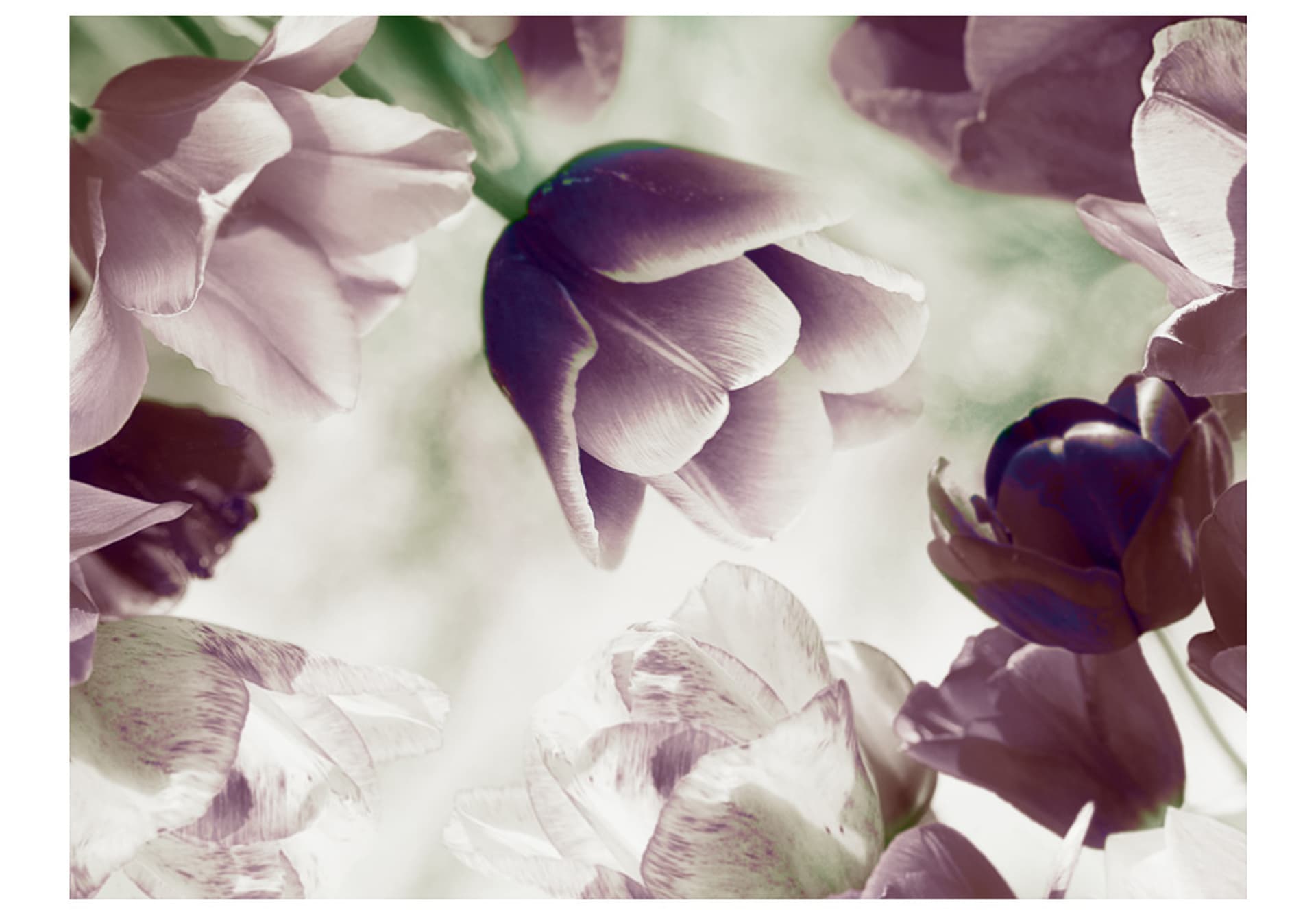 

Fototapeta - Heavenly tulips (rozmiar 350x270)