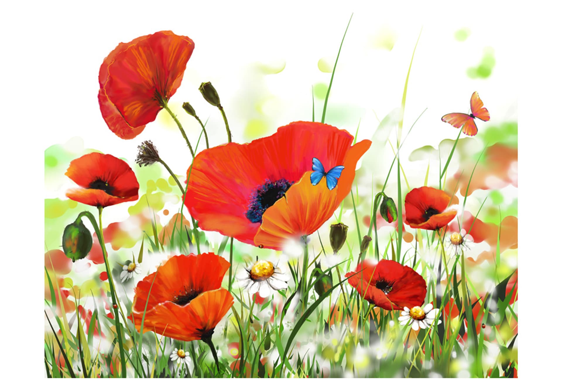 

Fototapeta - Country poppies (rozmiar 300x231)