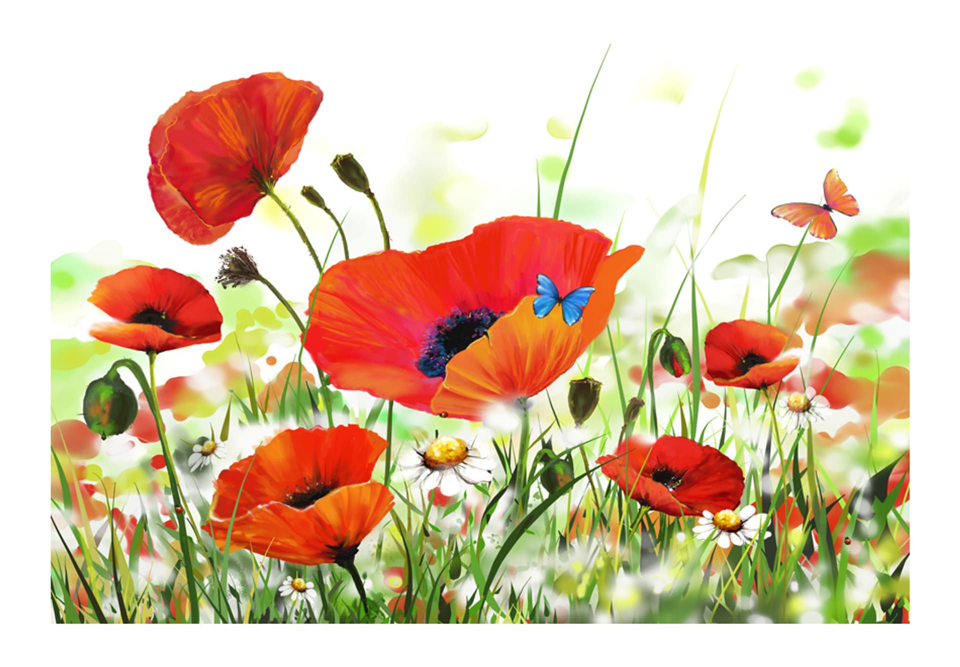 

Fototapeta - Country poppies (rozmiar 400x270)