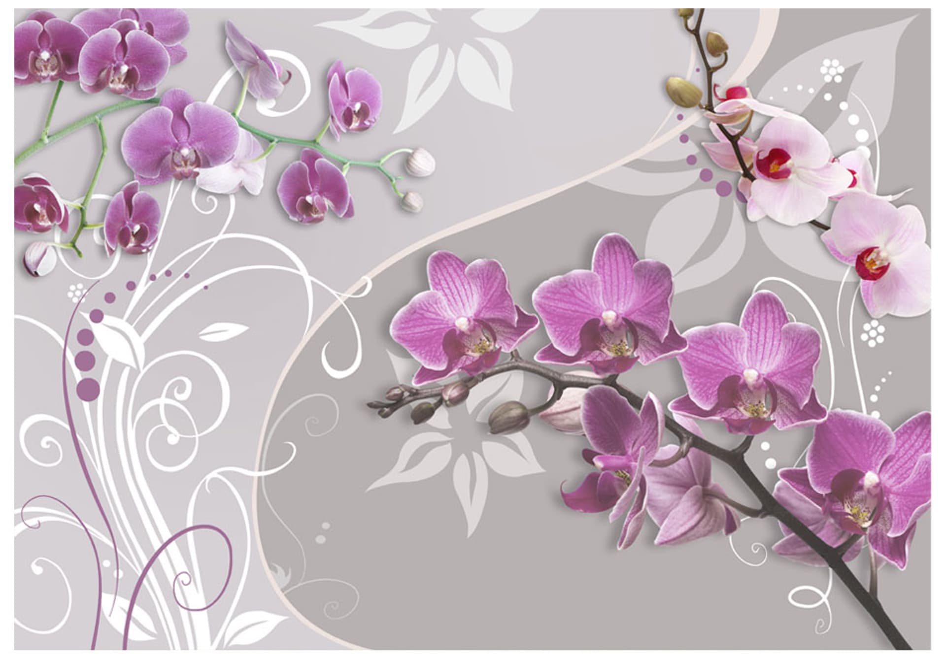 

Fototapeta - Lot purpurowych orchidei (rozmiar 300x210)