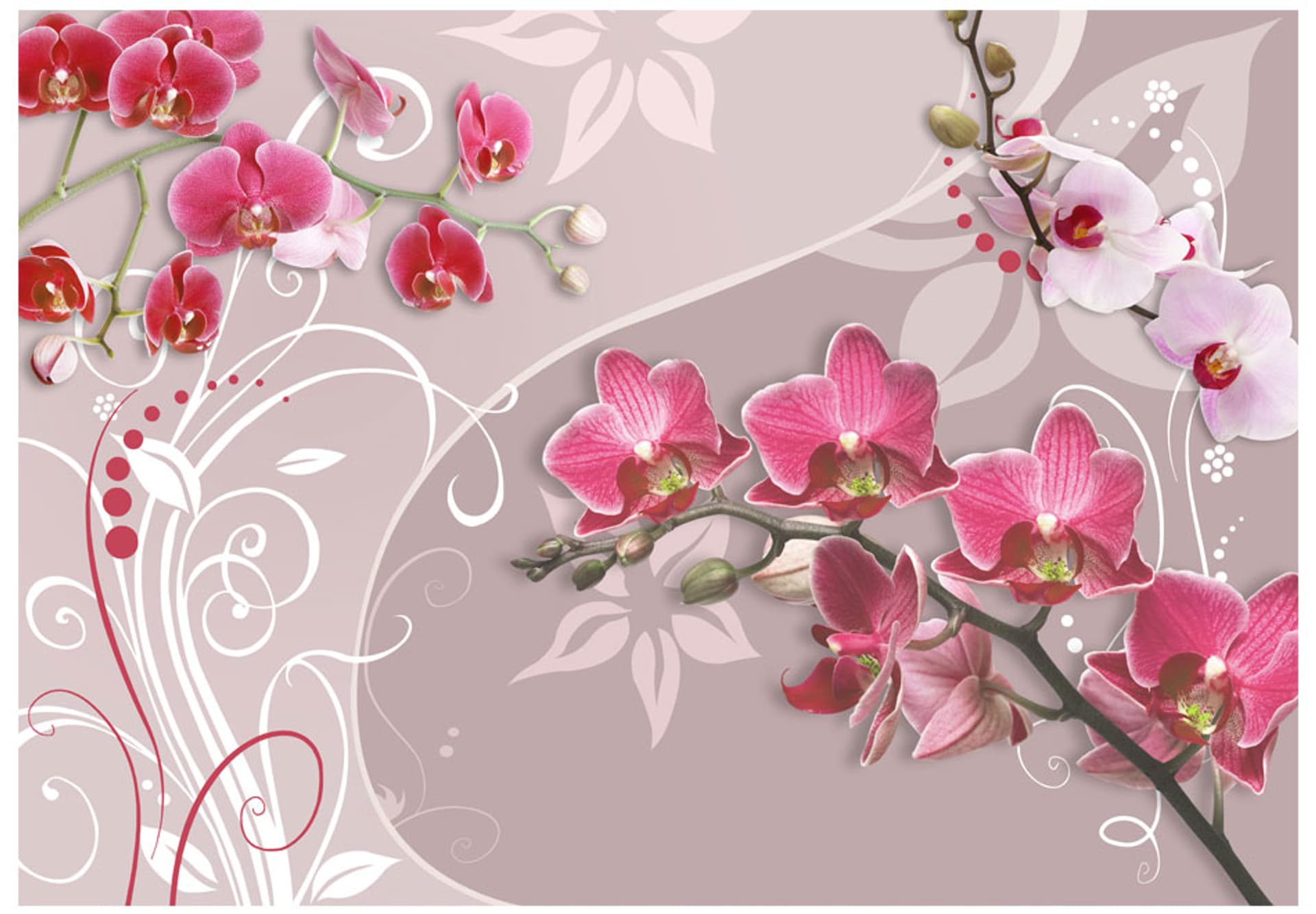 

Fototapeta - Lot różowych orchidei (rozmiar 200x140)