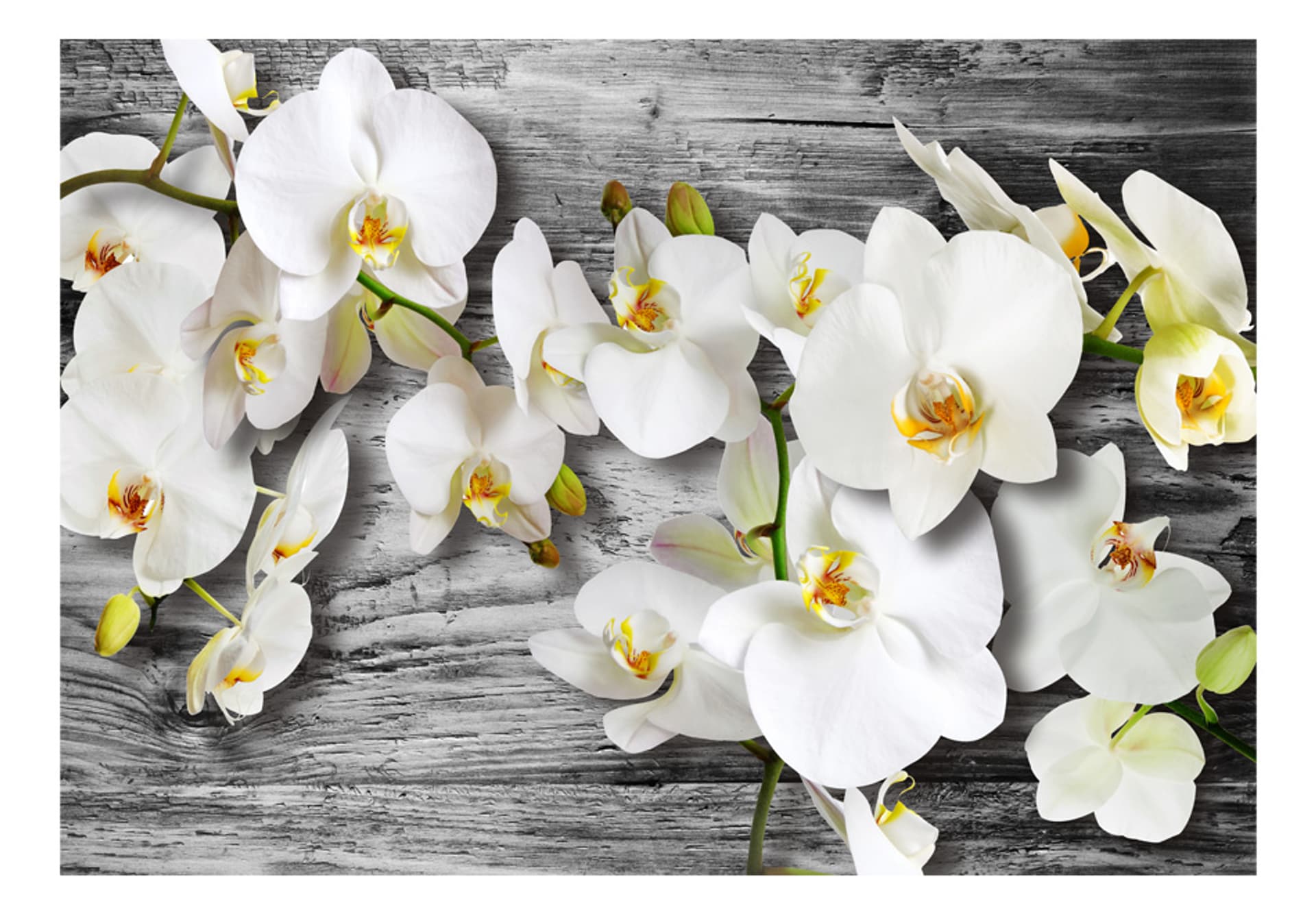 

Fototapeta - Oziębłe orchidee III (rozmiar 300x210)