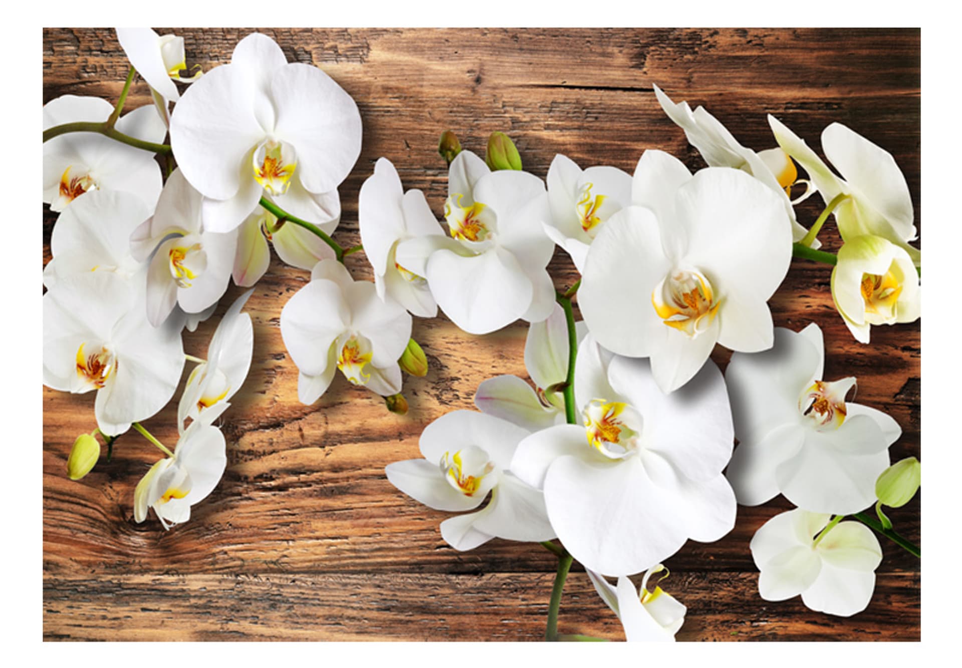 

Fototapeta - Leśna orchidea (rozmiar 200x140)