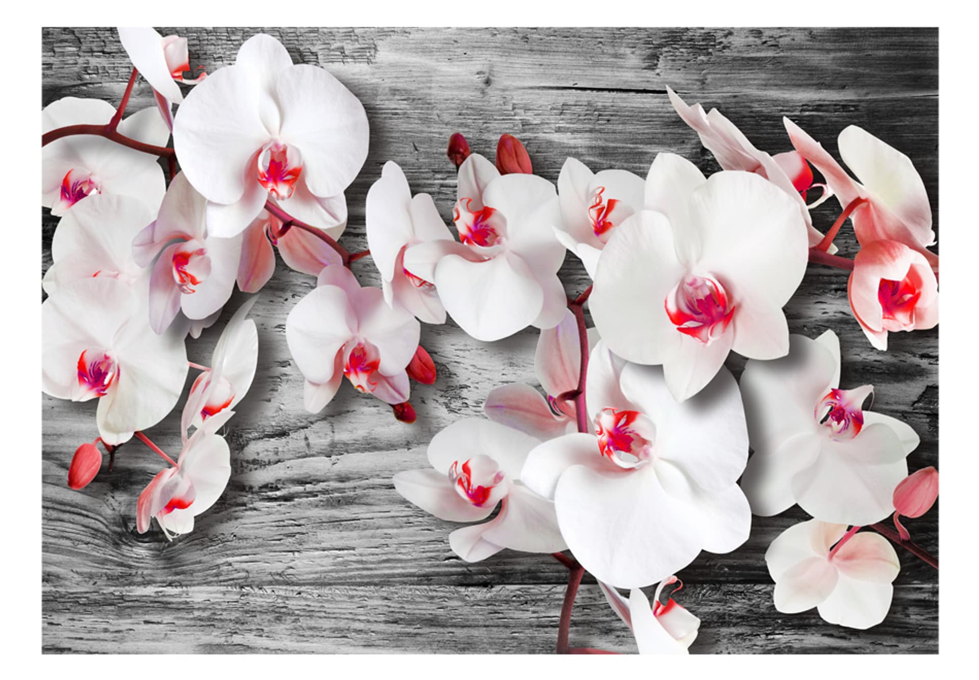 

Fototapeta - Oziębłe orchidee (rozmiar 350x245)