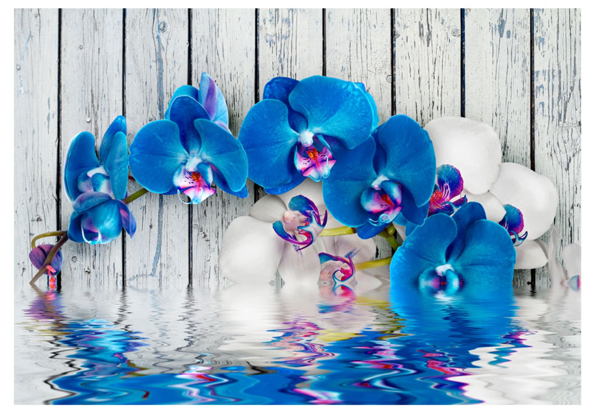 

Fototapeta - Kobaltowa orchidea (rozmiar 300x210)