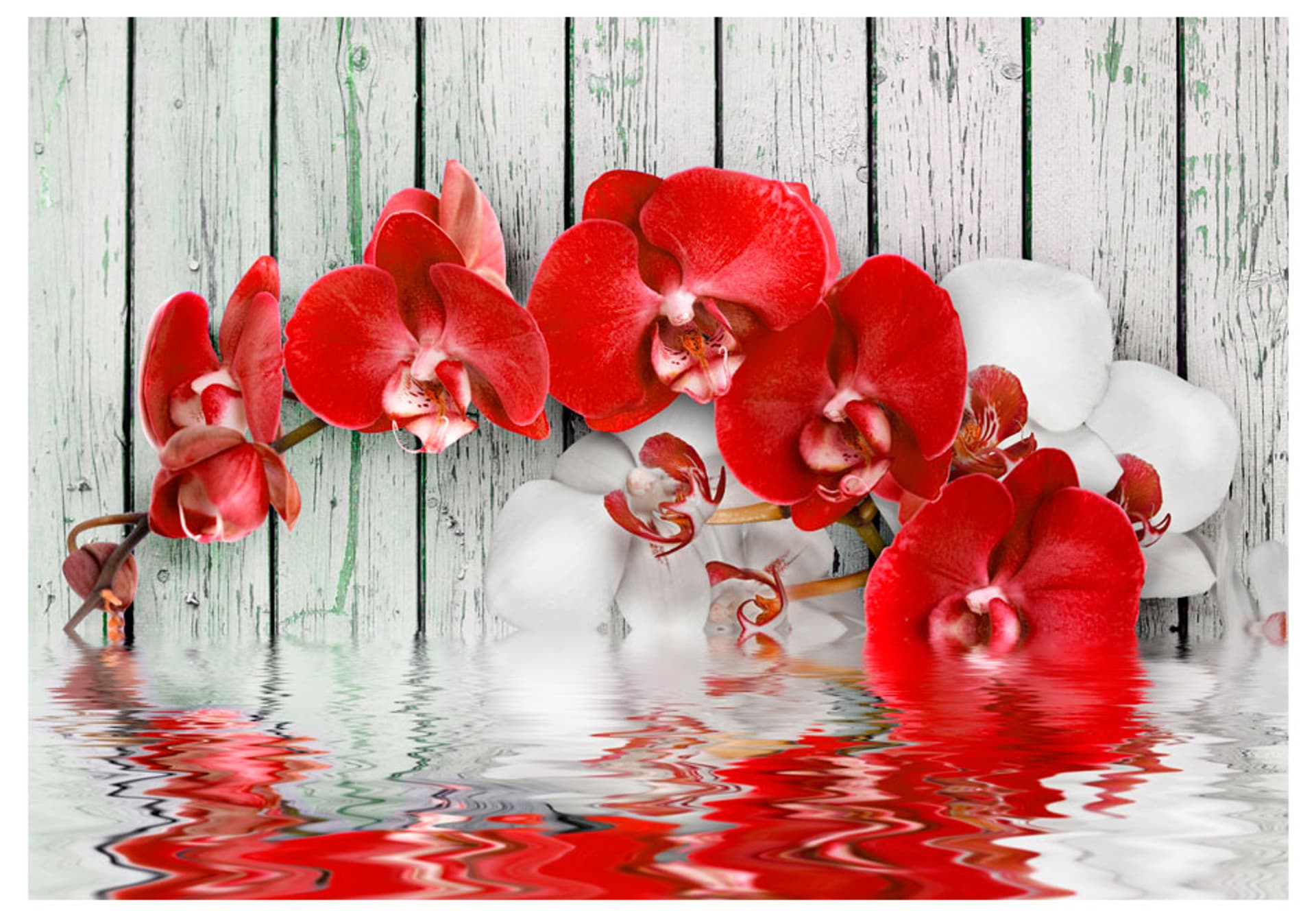 

Fototapeta - Rubinowa orchidea (rozmiar 400x280)