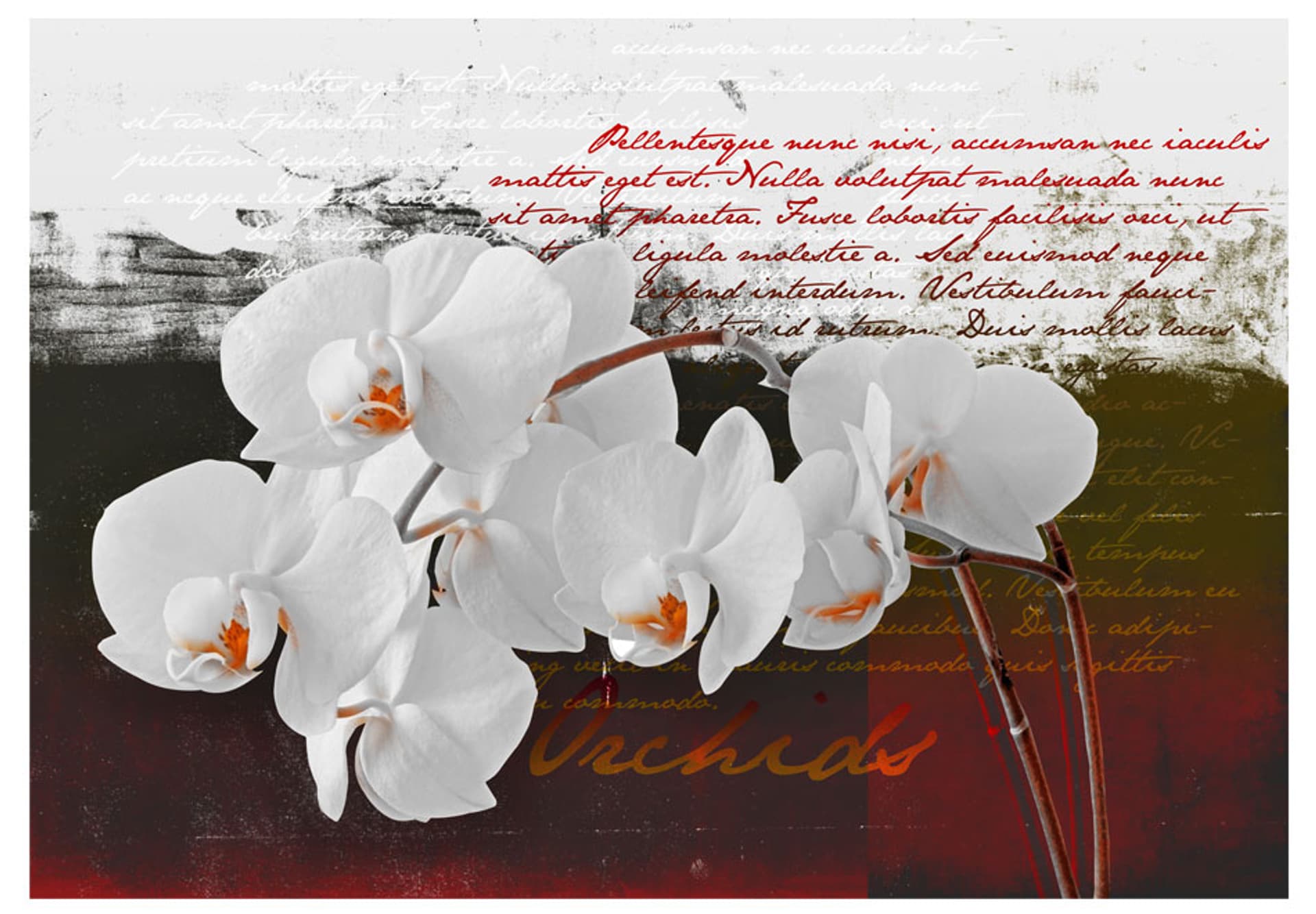 

Fototapeta - Pamiętnik i orchidea (rozmiar 400x280)