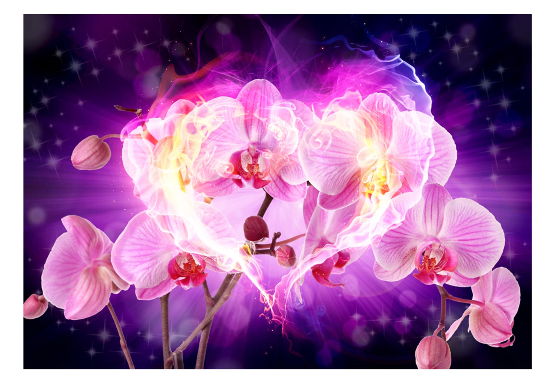 

Fototapeta - Orchidee w płomieniach (rozmiar 150x105)