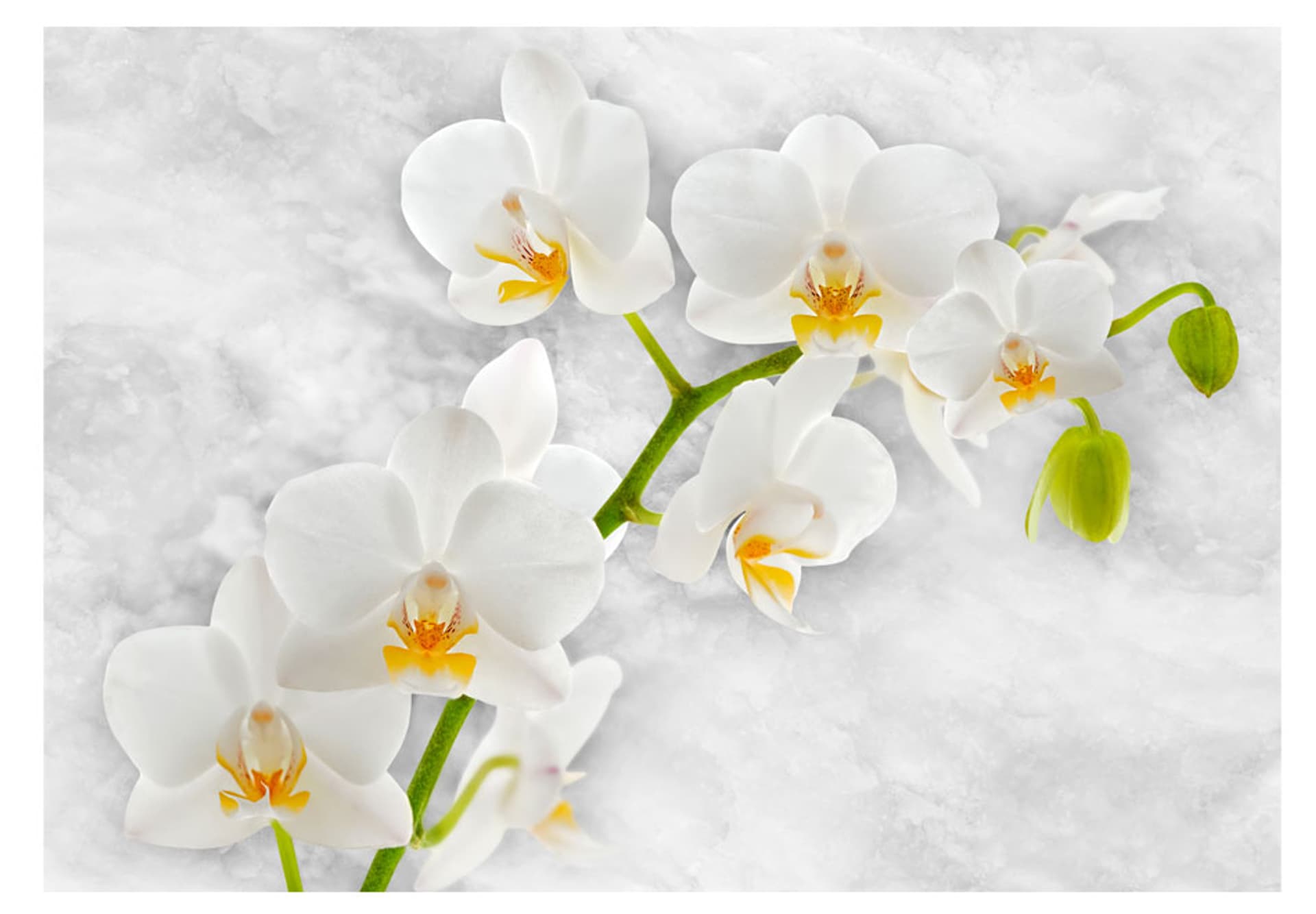 

Fototapeta - Liryczna orchidea - biel (rozmiar 150x105)