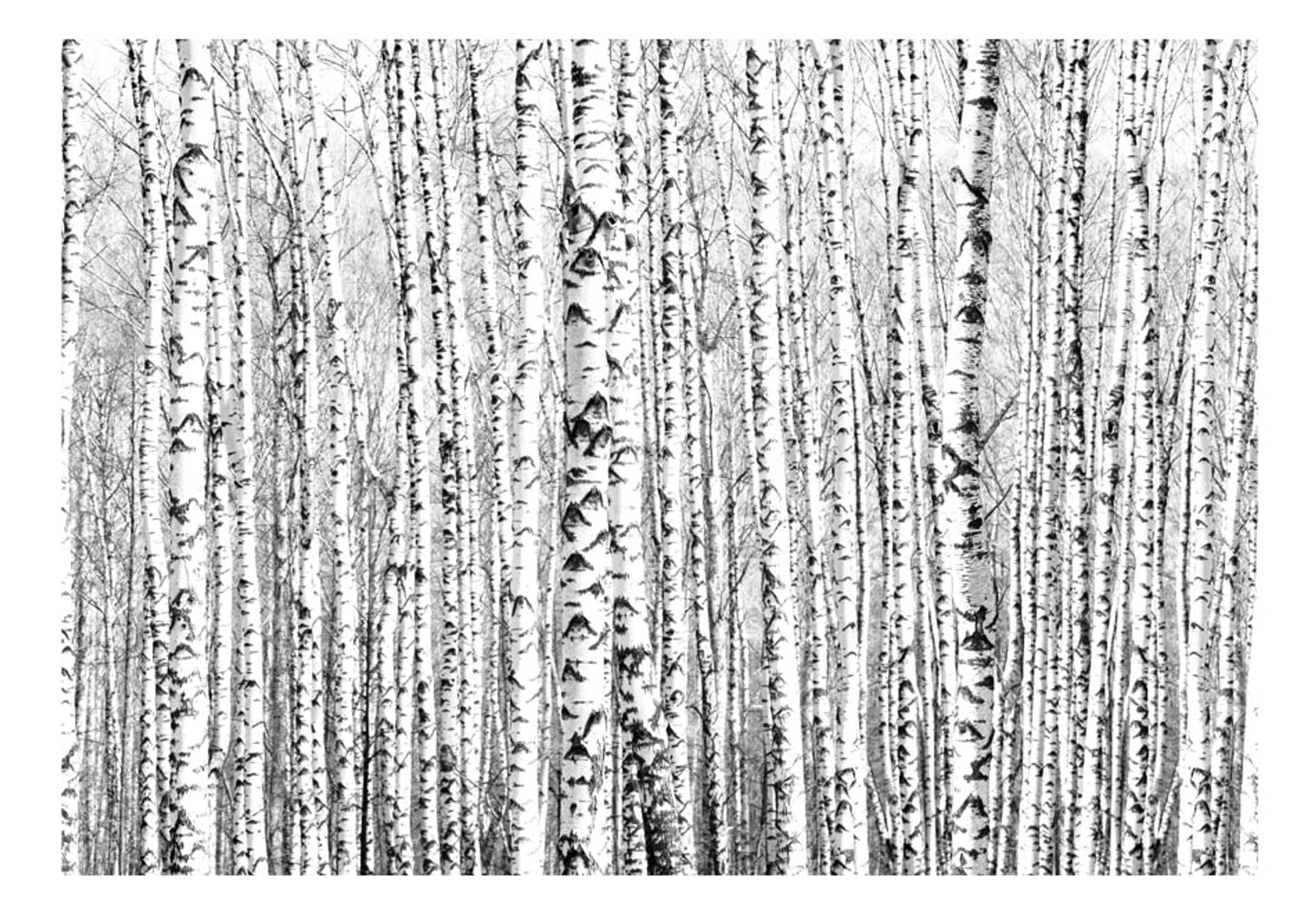 

Fototapeta - Brzozowy las (rozmiar 200x140)