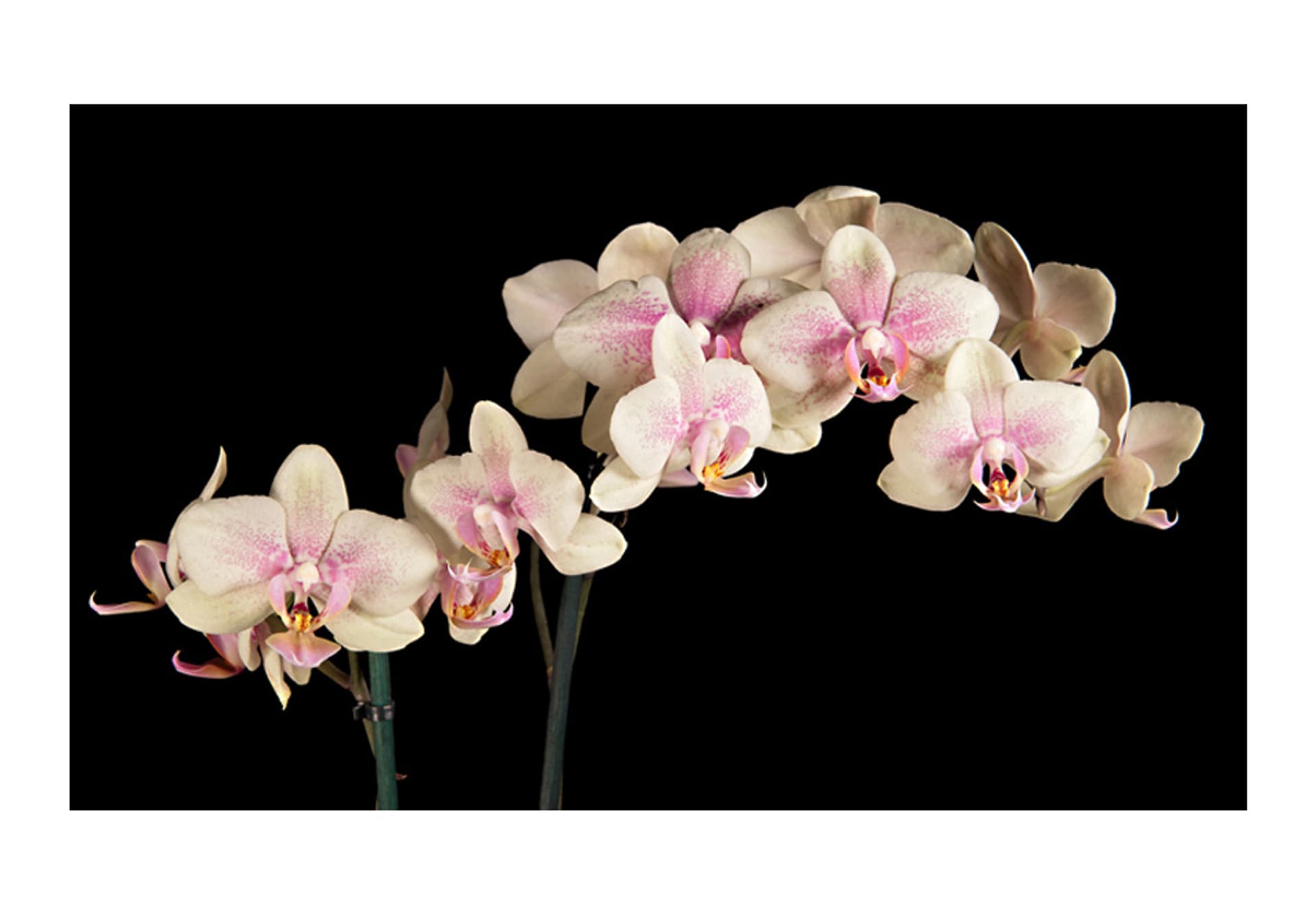 

Fototapeta - Kwitnąca orchidea (rozmiar 450x270)