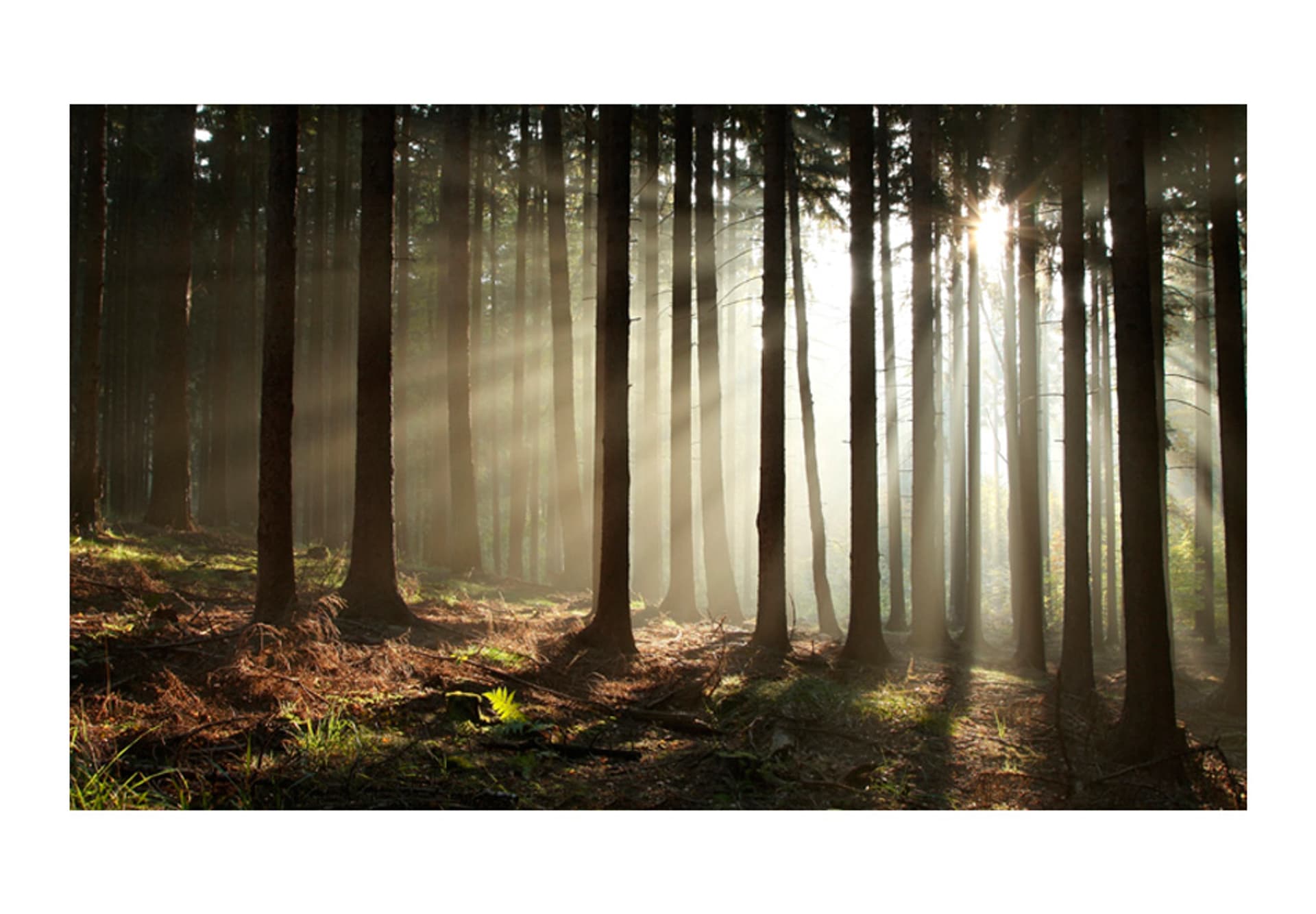 

Fototapeta - Las iglasty - poranna mgła (rozmiar 450x270)