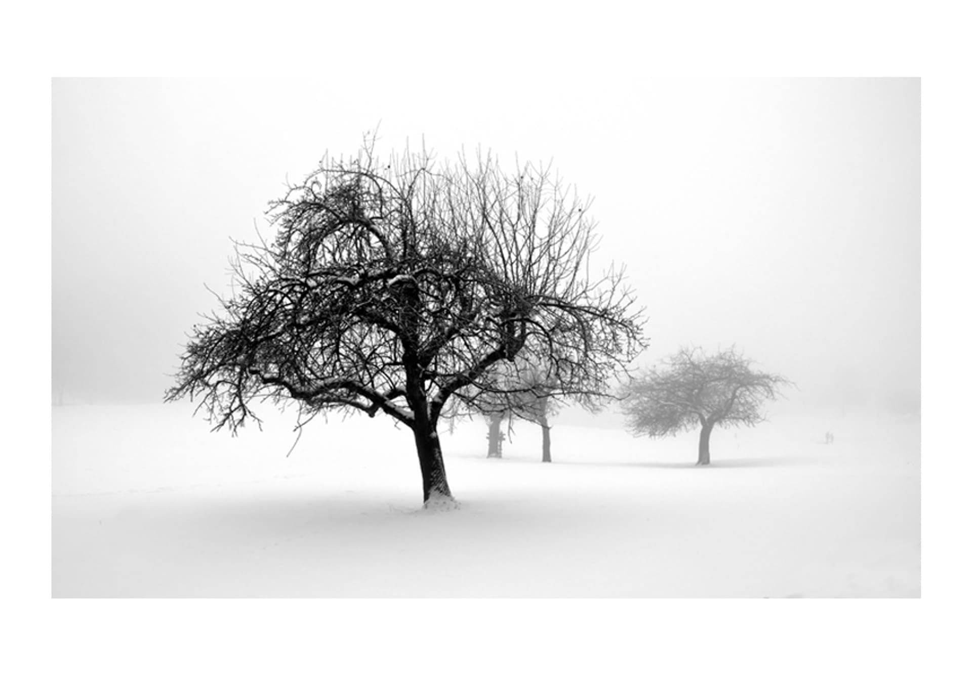 

Fototapeta - zima - drzewa (rozmiar 450x270)
