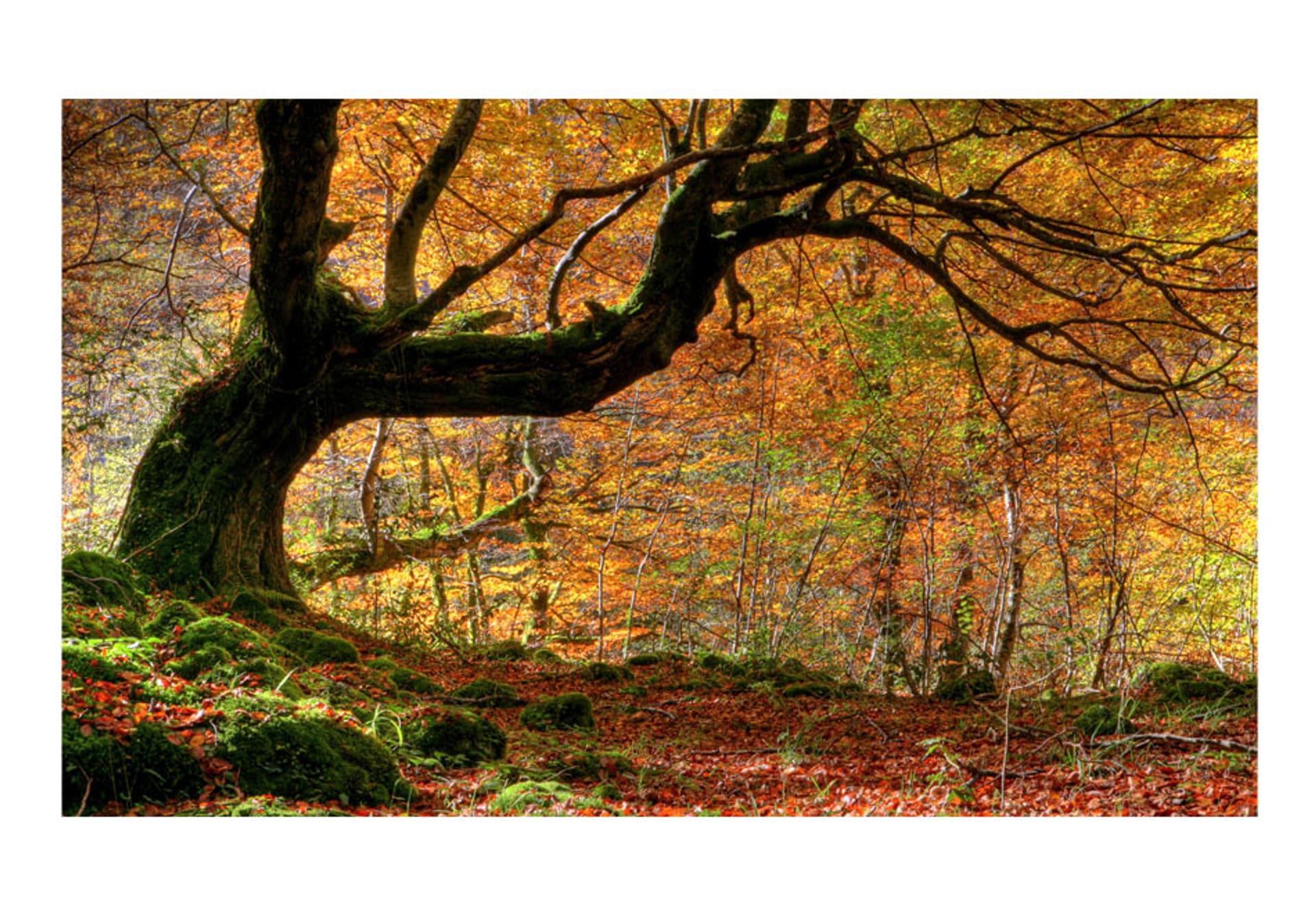 

Fototapeta - Jesień, las i liście (rozmiar 450x270)