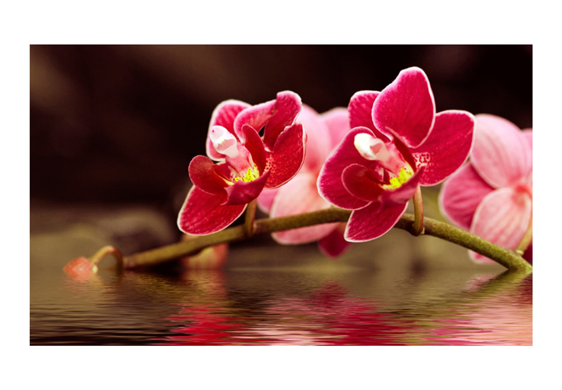 

Fototapeta - Delikatne orchidee na wodzie (rozmiar 450x270)