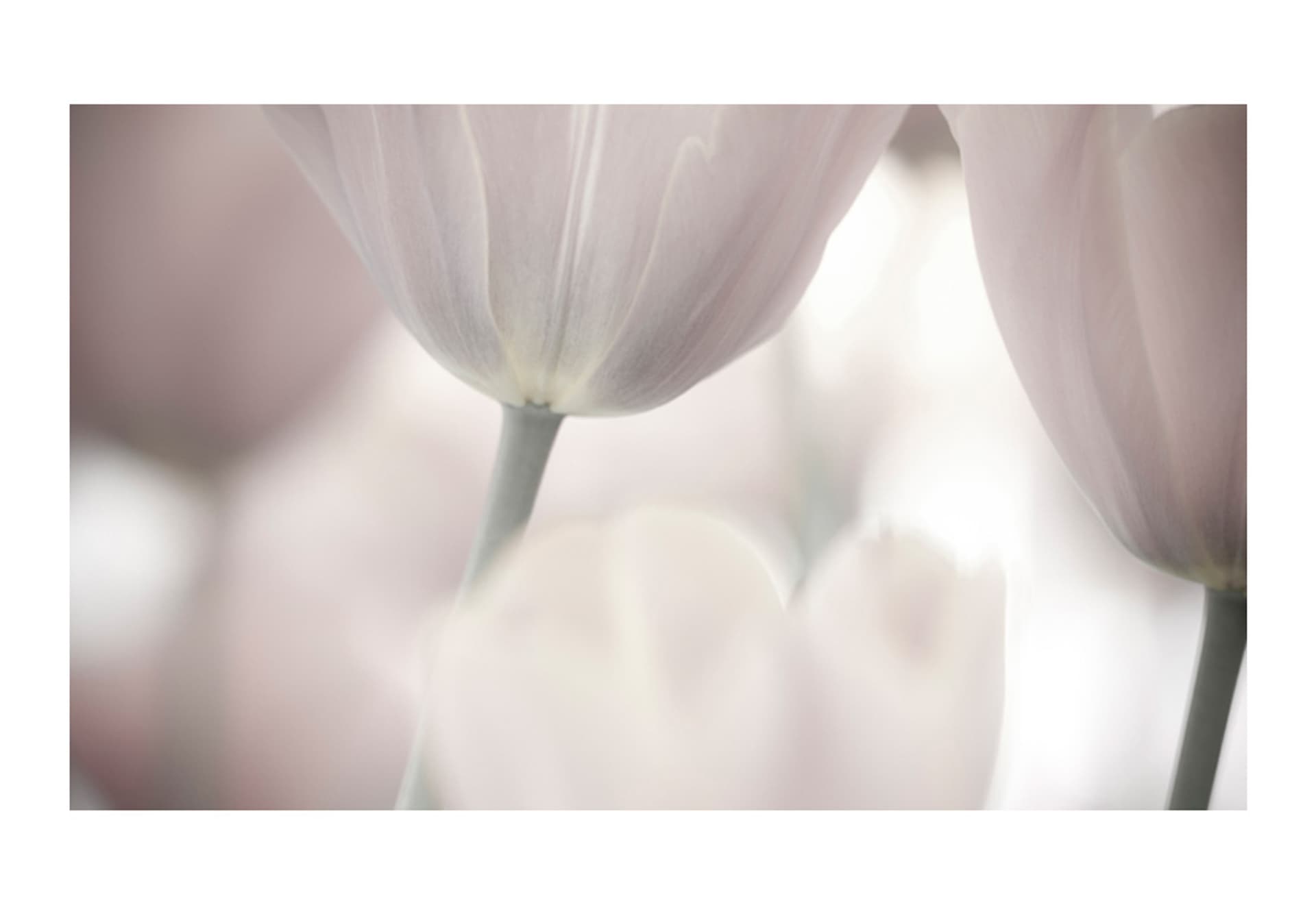 

Fototapeta - Tulips fine art - black and white (rozmiar 450x270)