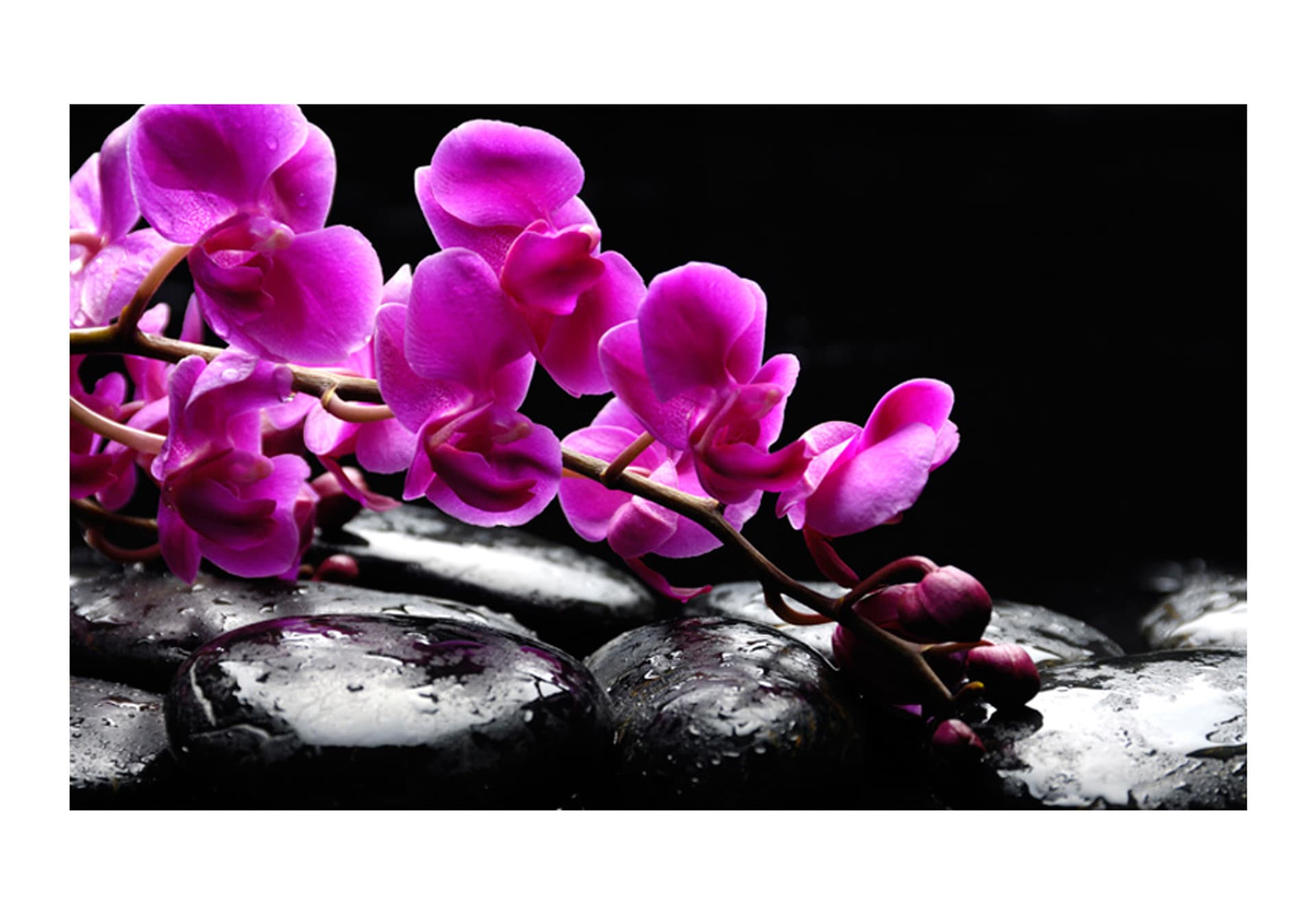 

Fototapeta - Chwila relaksu: orchidea i kamienie zen (rozmiar 450x270)