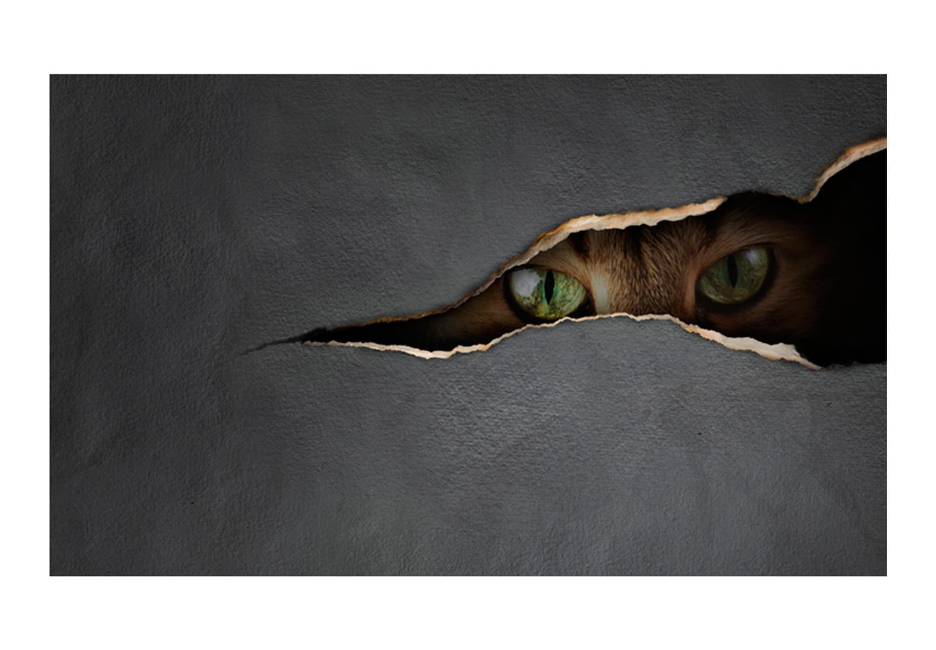 

Fototapeta - Kocie spojrzenie (rozmiar 450x270)
