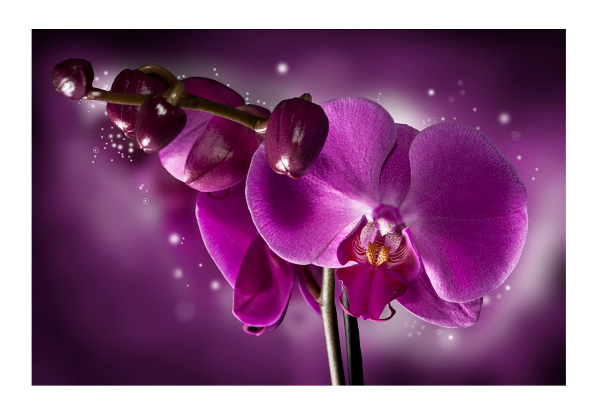 

Fototapeta - Baśń i orchidea (rozmiar 450x270)