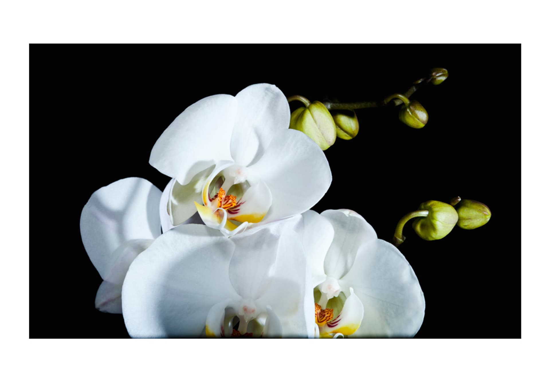 

Fototapeta - Phalaenopsis (rozmiar 450x270)