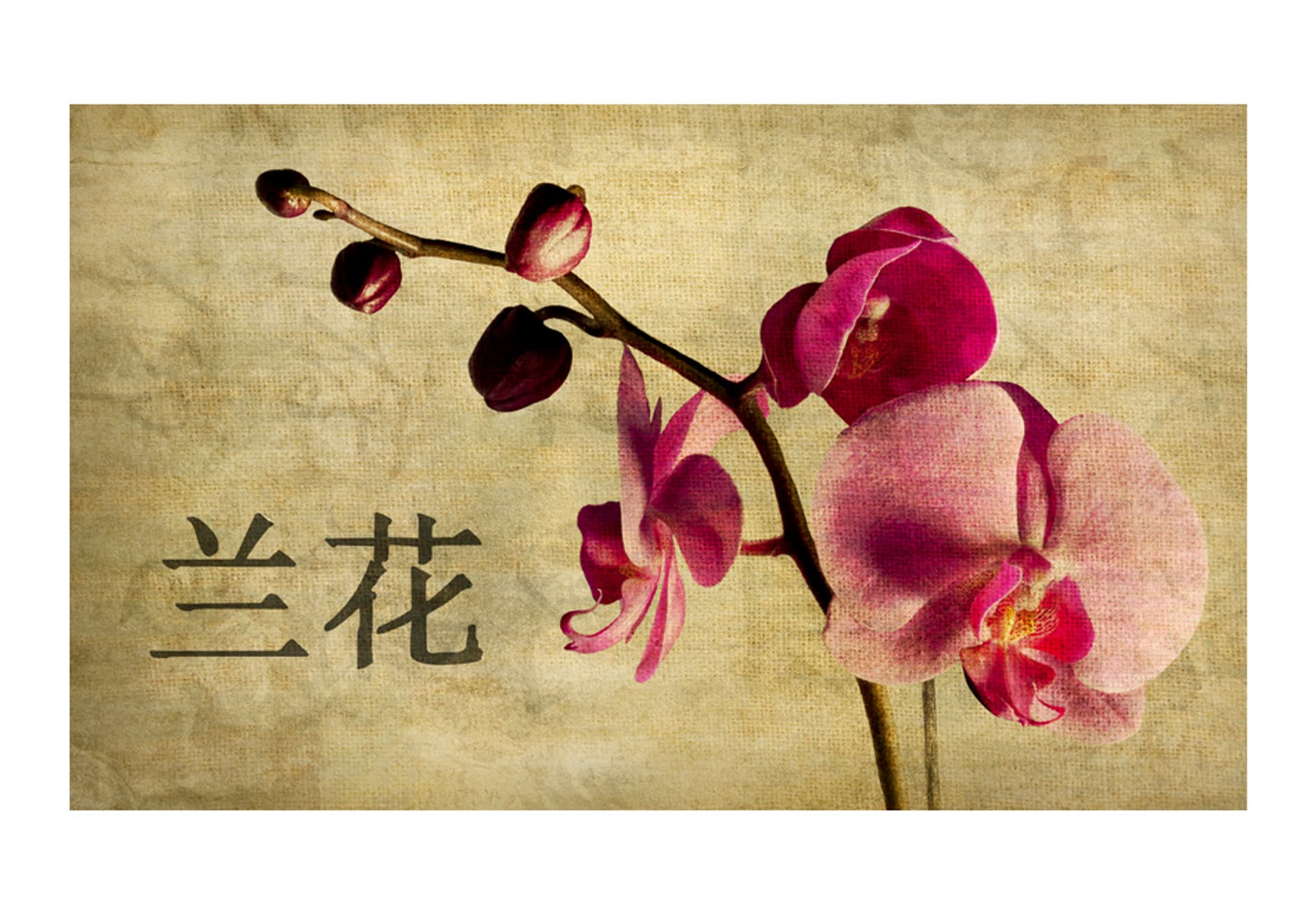 

Fototapeta - Japanese orchid (rozmiar 450x270)