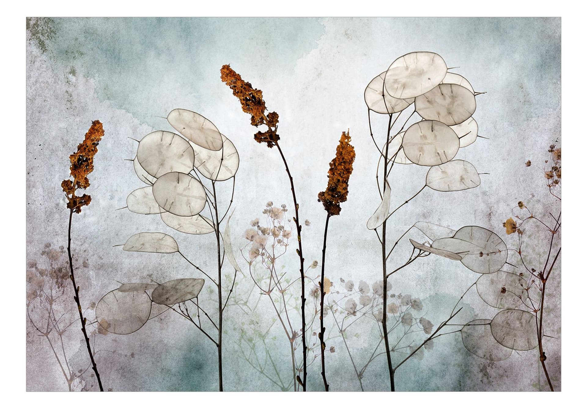 

Fototapeta - Lunaria na łące (rozmiar 150x105)