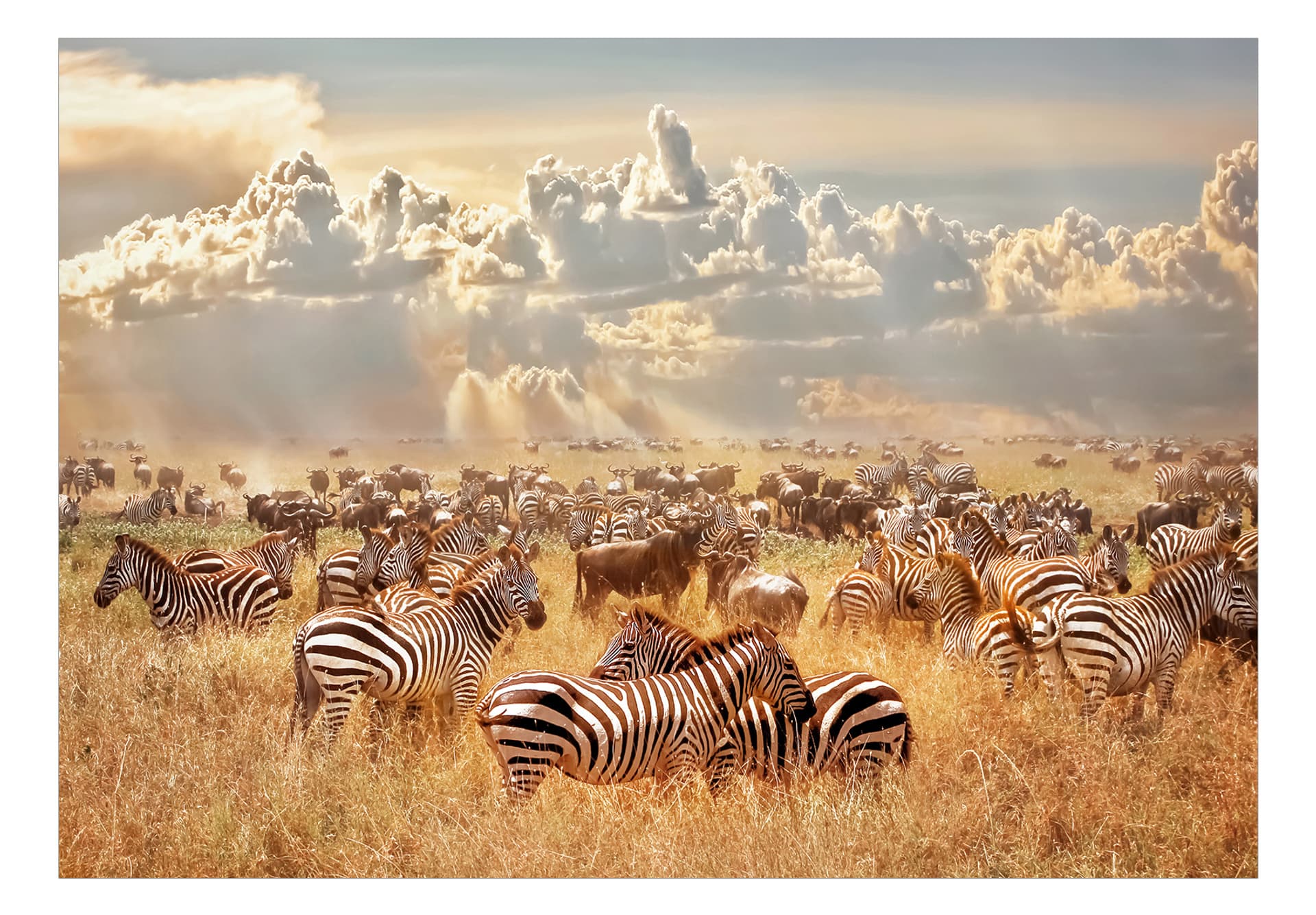 

Fototapeta - Zebra w stadzie (rozmiar 200x140)