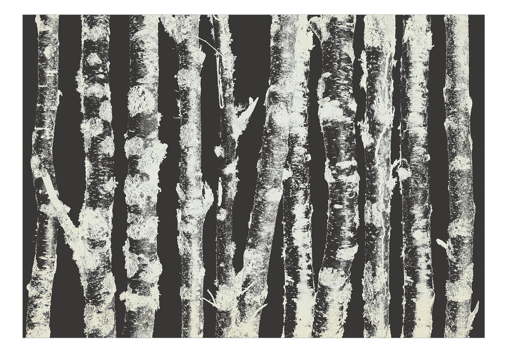 

Fototapeta - Dostojne brzozy - drugi wariant (rozmiar 200x140)