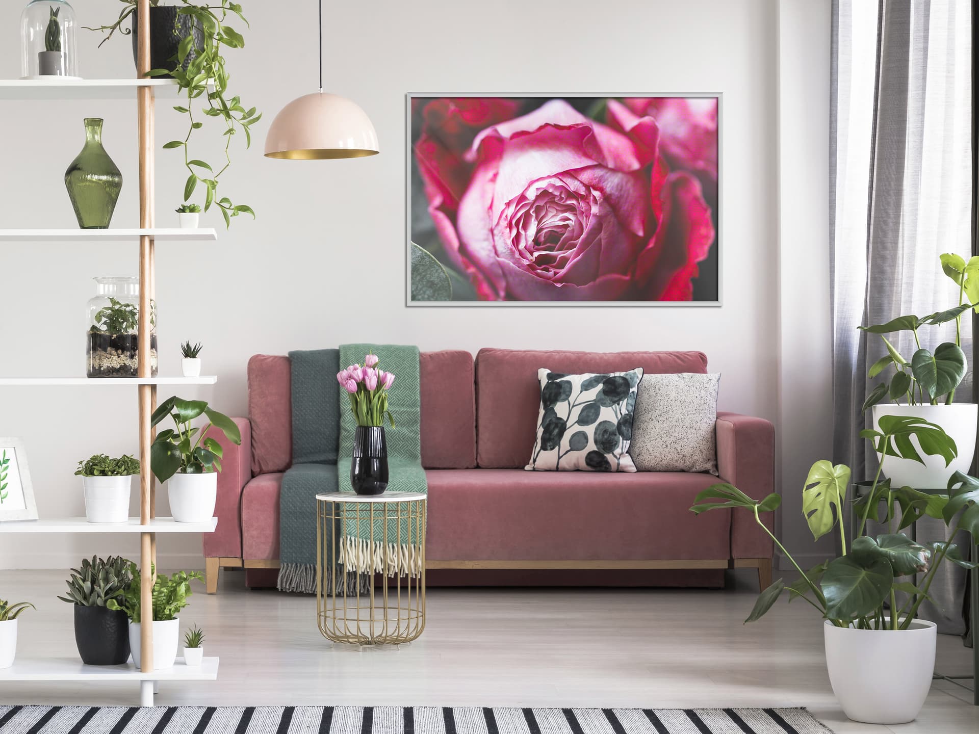 

Plakat - Rozkwitająca róża (rozmiar 60x40, wykończenie Rama biała)