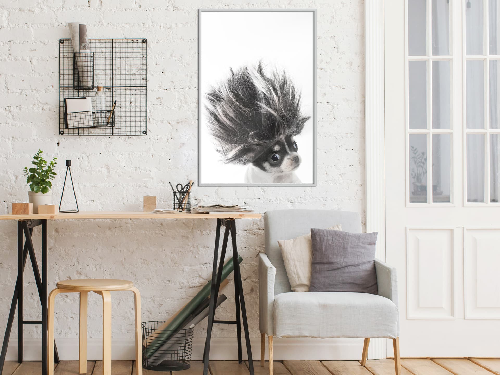 

Plakat - Śmieszna chihuahua (rozmiar 30x45, wykończenie Rama biała)