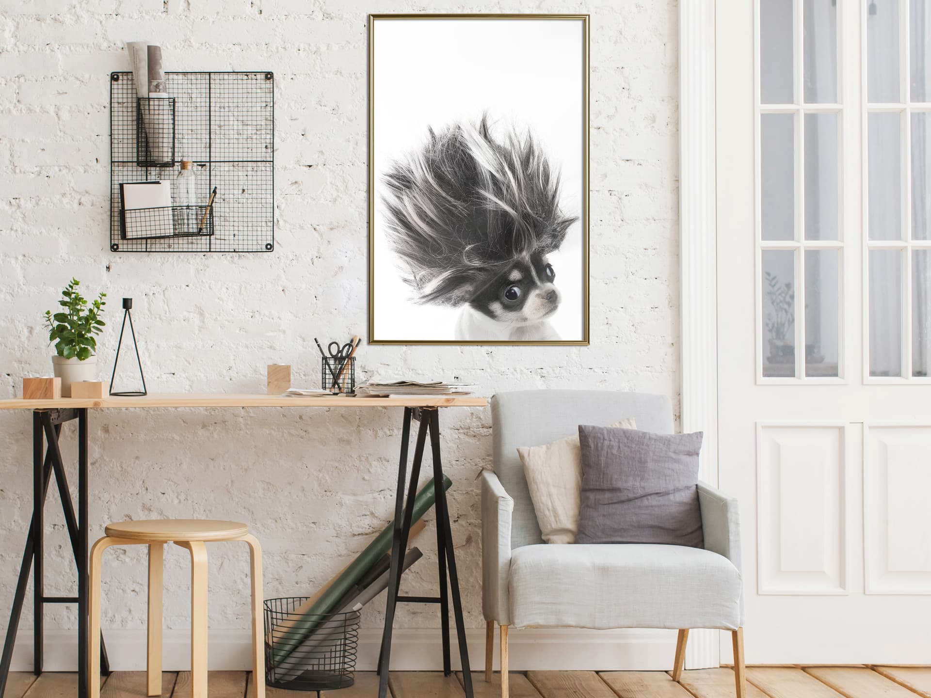 

Plakat - Śmieszna chihuahua (rozmiar 20x30, wykończenie Rama złota)