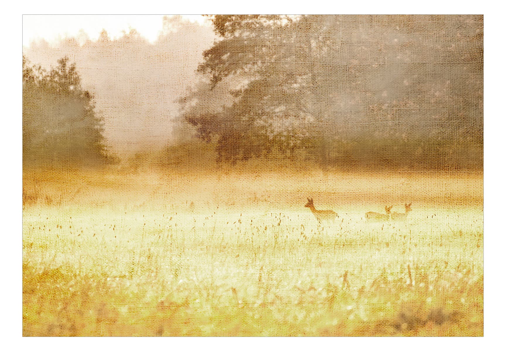 

Fototapeta samoprzylepna - Poranna rosa (rozmiar 98x70)