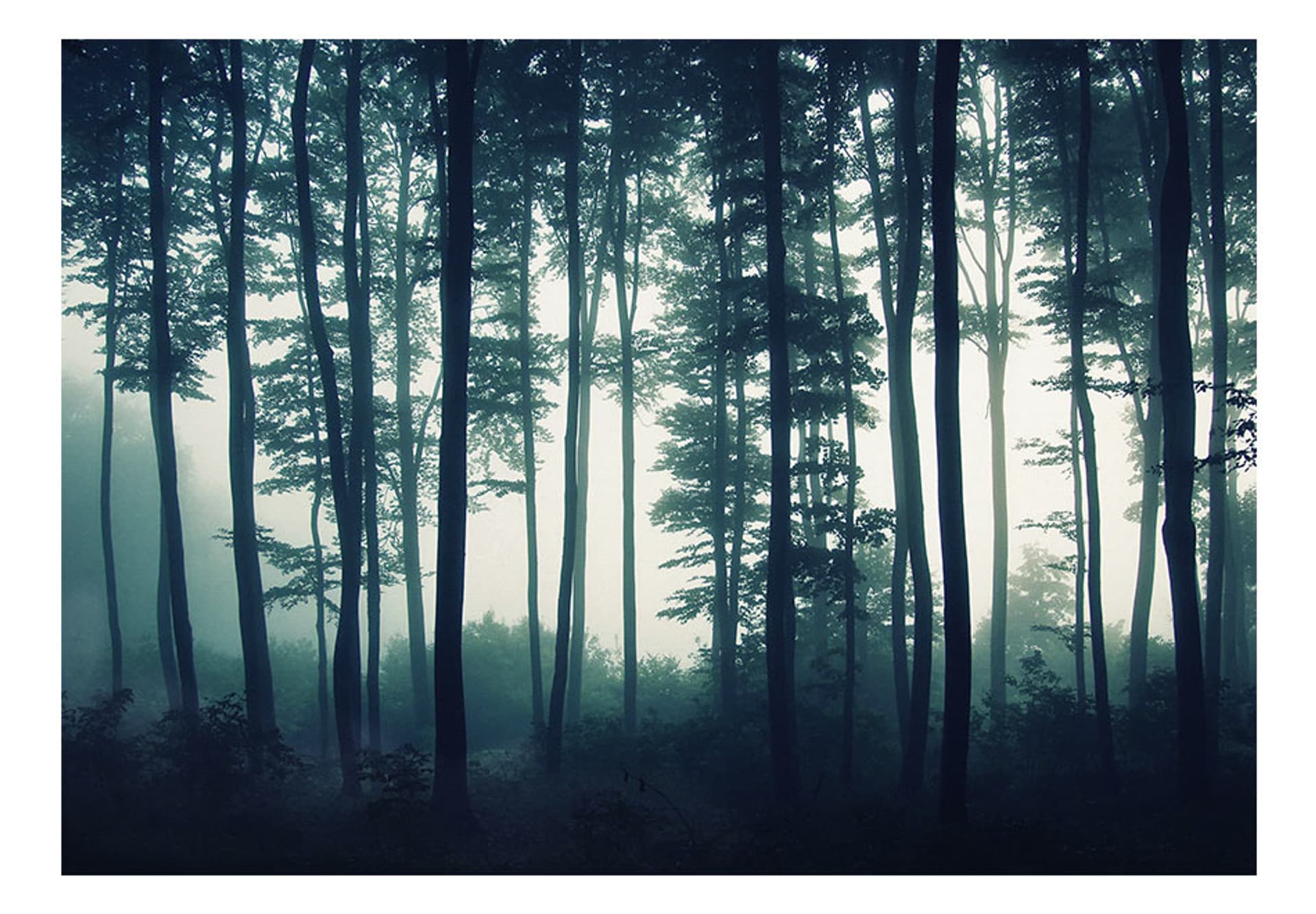 

Fototapeta - Mroczny las (rozmiar 250x175)
