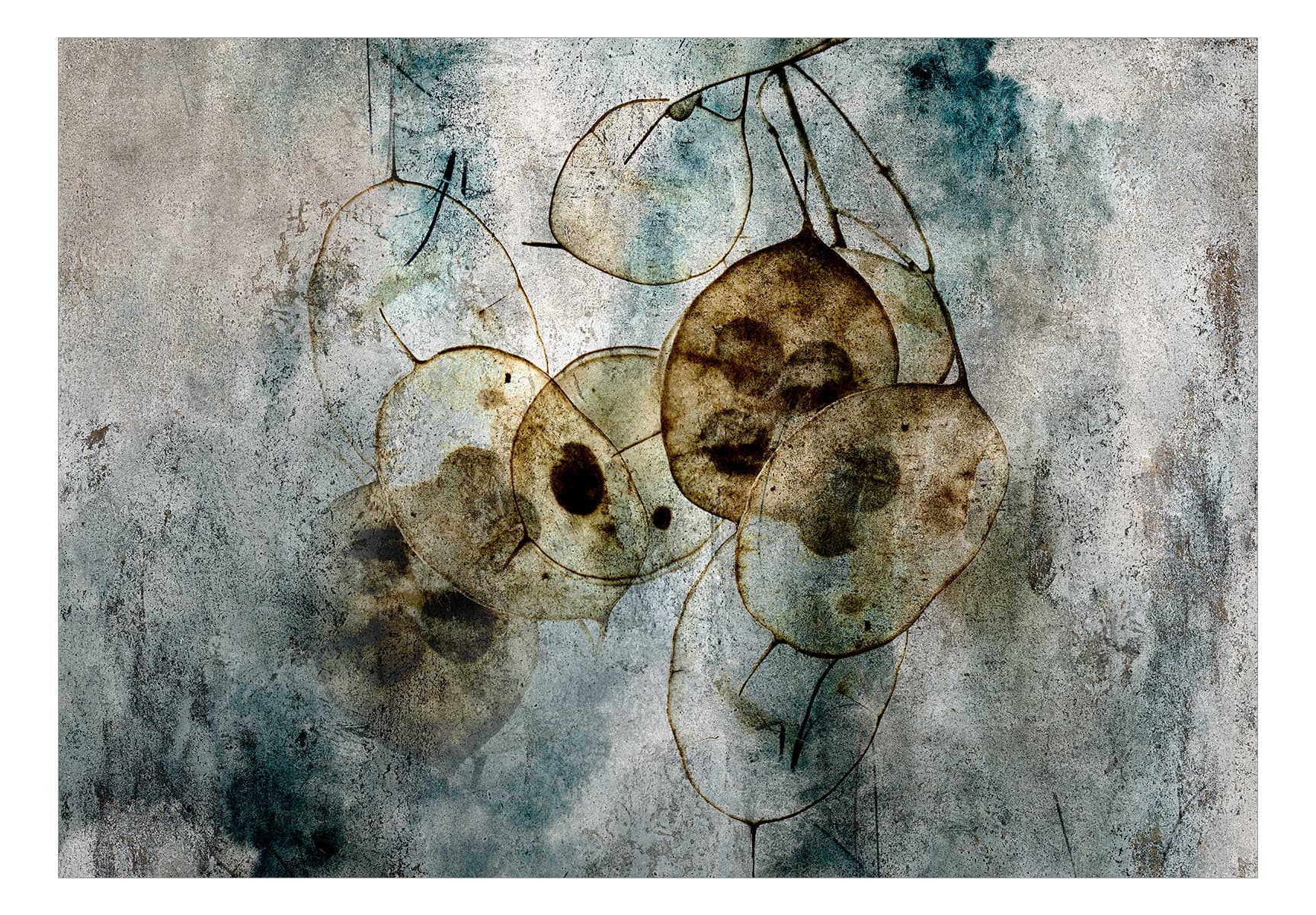 

Fototapeta samoprzylepna - Naturia i lunaria (rozmiar 441x315)