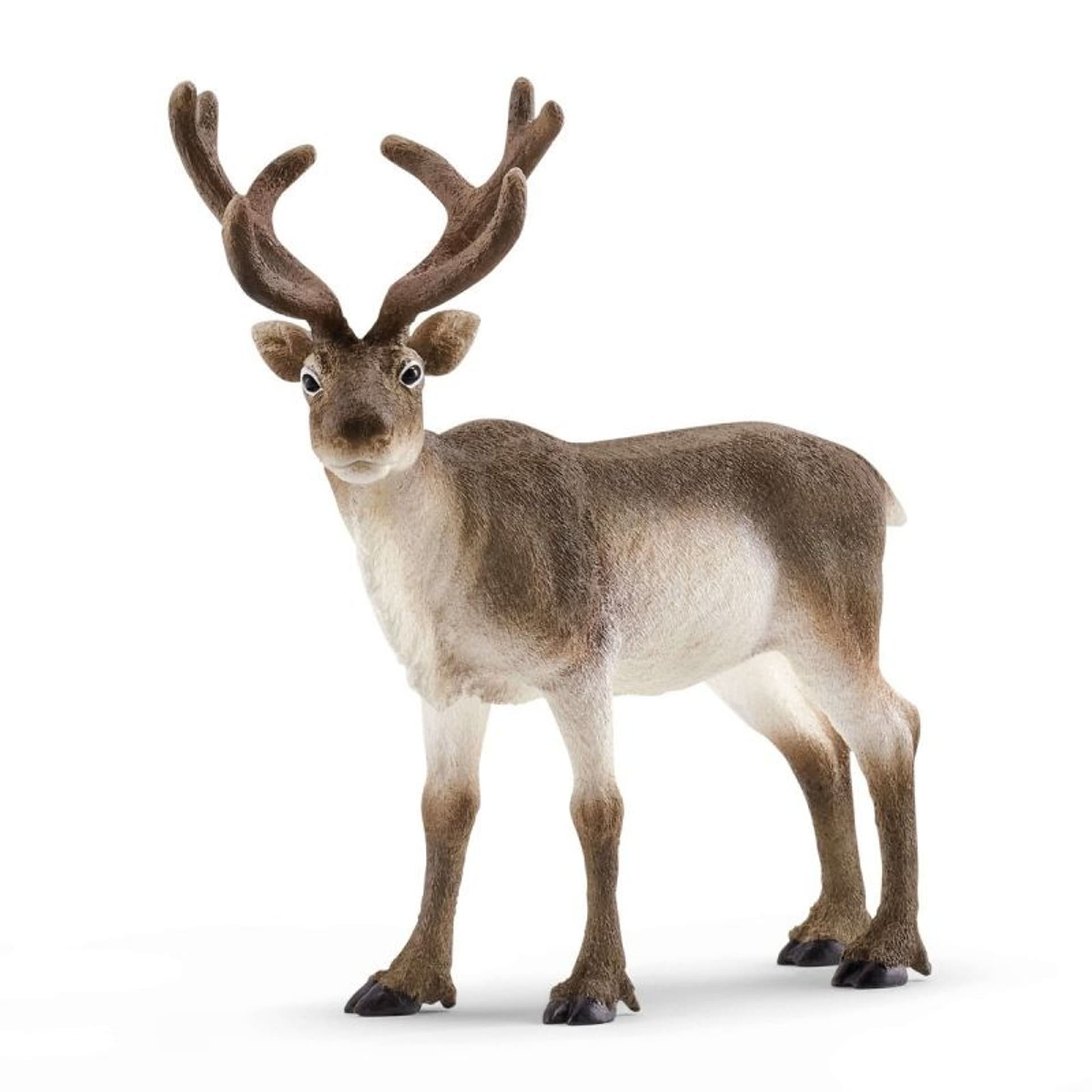 

Renifer Wild Life