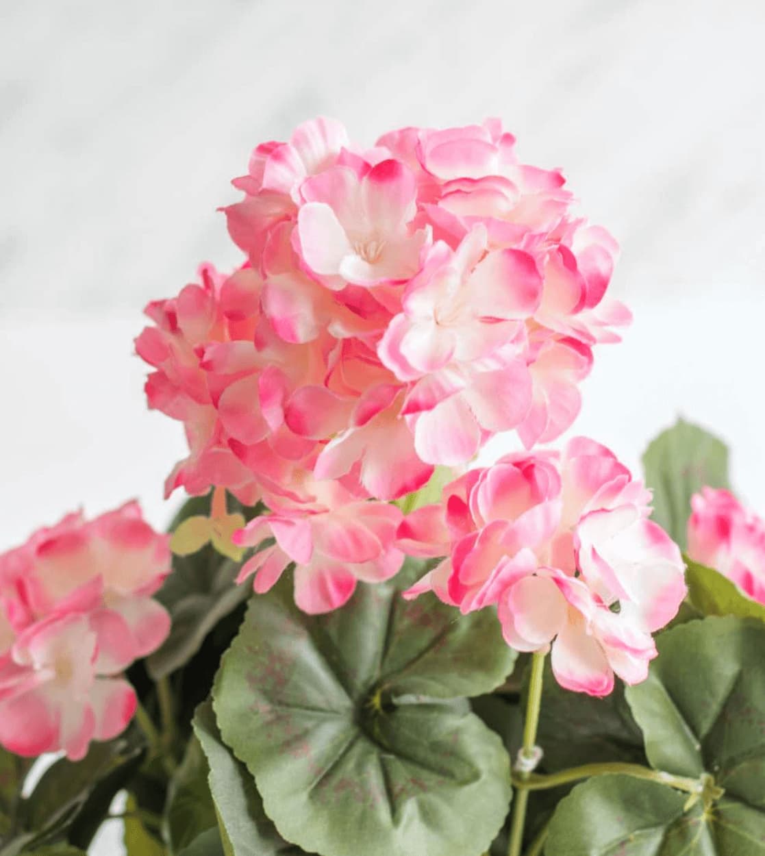 

Pelargonia różowa w szarej doniczce