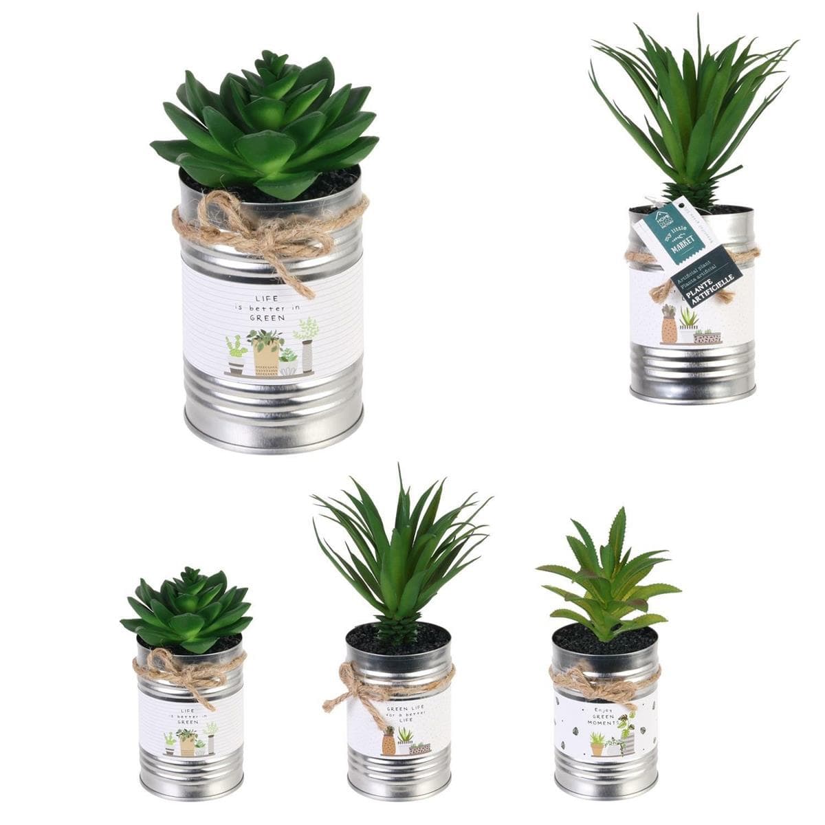 

Kwiat w puszce Aloes
