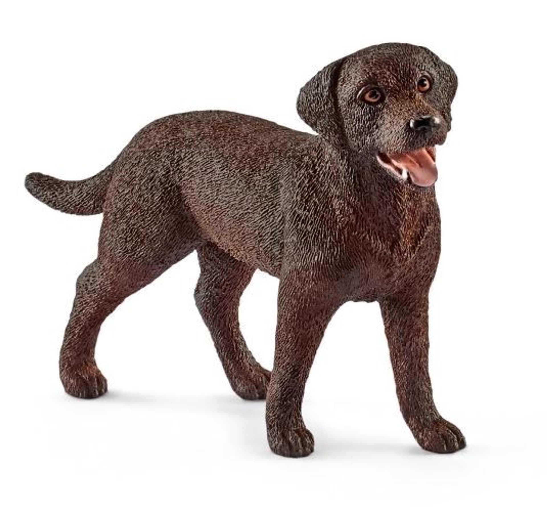 

Labrador Retriever Suczka