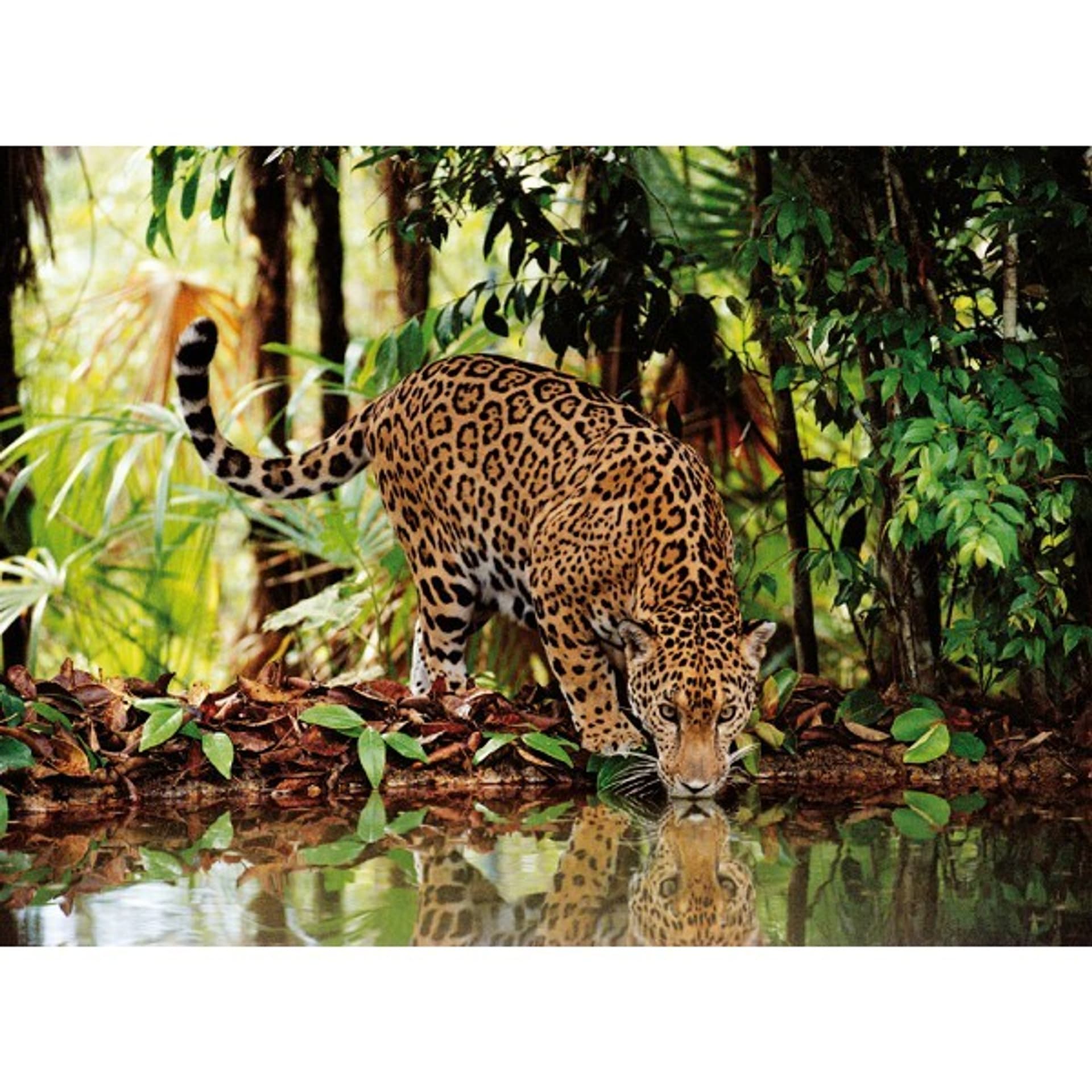 

2000 EL. Leopard
