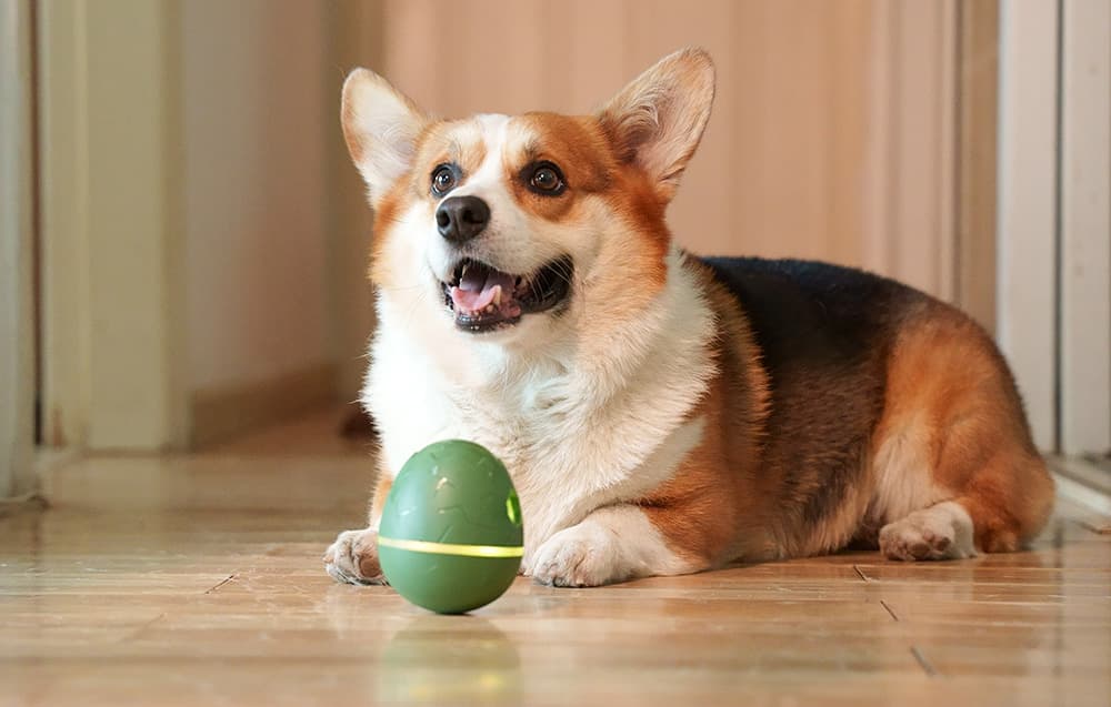 

Interaktywna zabawka dla zwierząt Cheerble Wicked Egg (Oliwkowa zieleń)