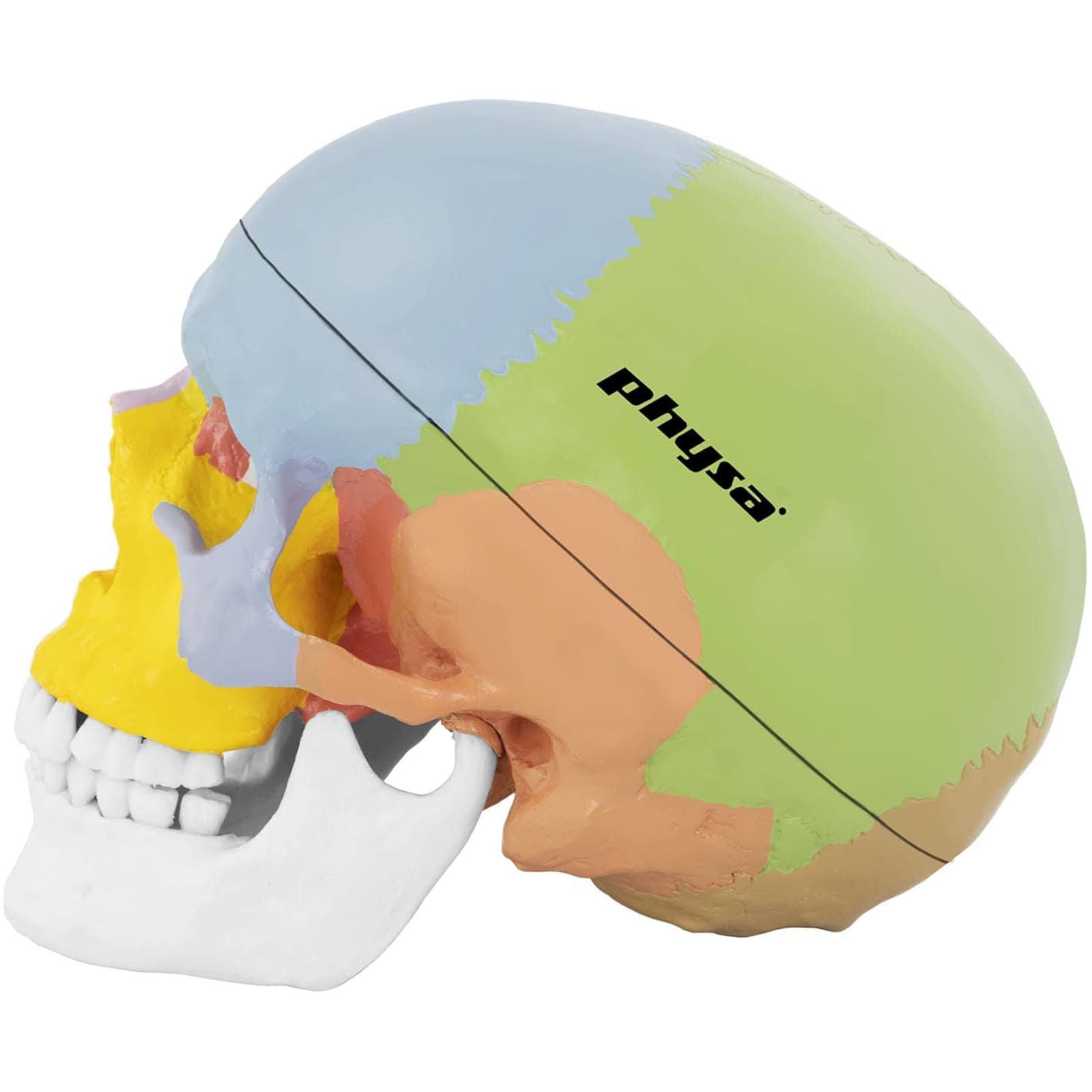 

Model anatomiczny czaszki człowieka kolorowa w skali 1:1 + Zęby 3 szt.