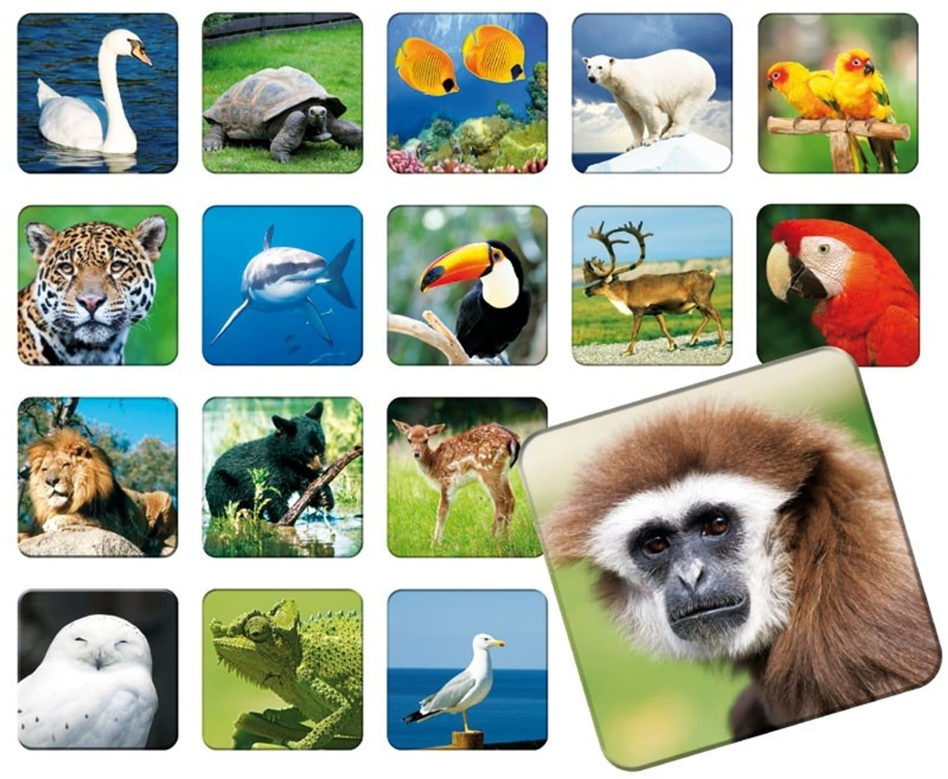 

Memory ZOO