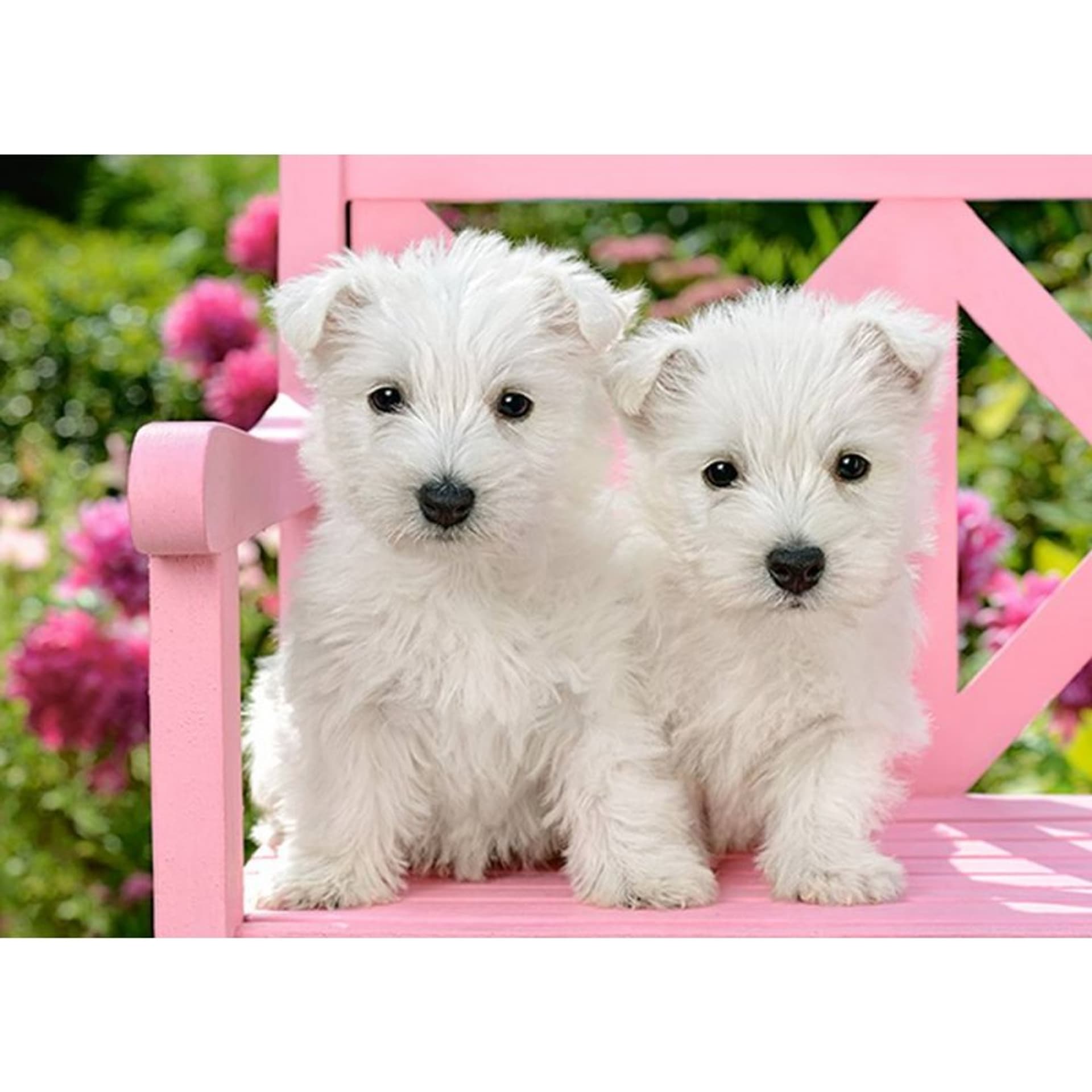 

Puzzle 120el. white terrier