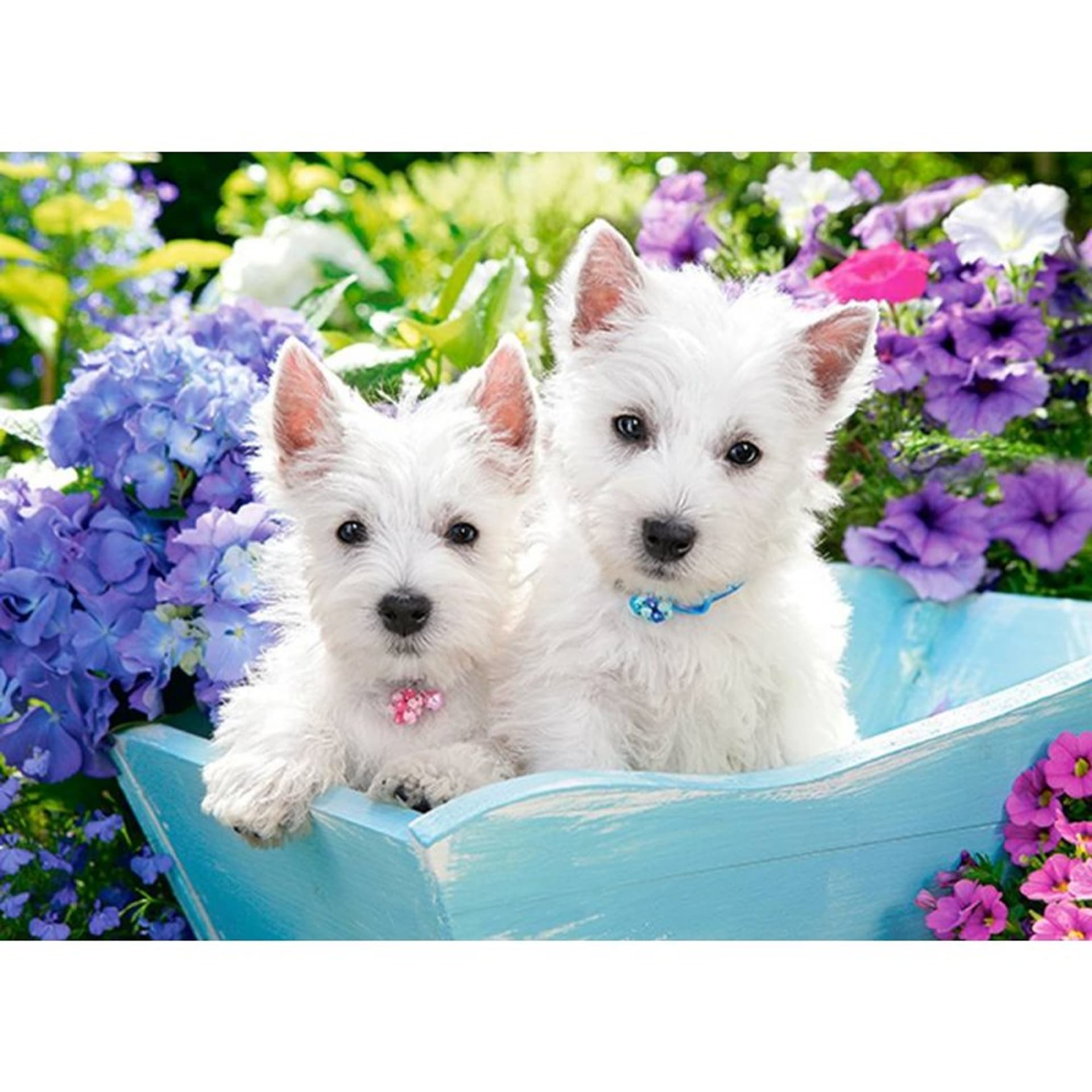 

Puzzle 200 westie puppies