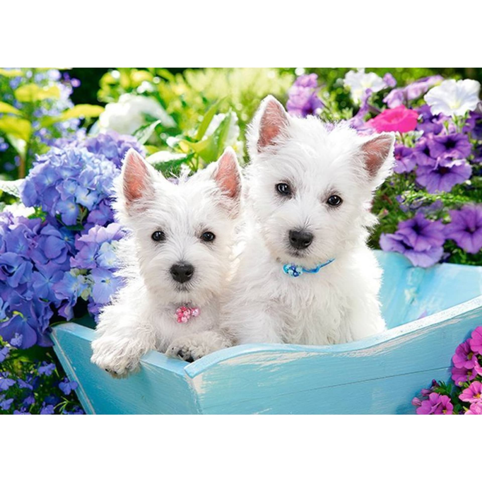 

Puzzle 60el. westie puppies