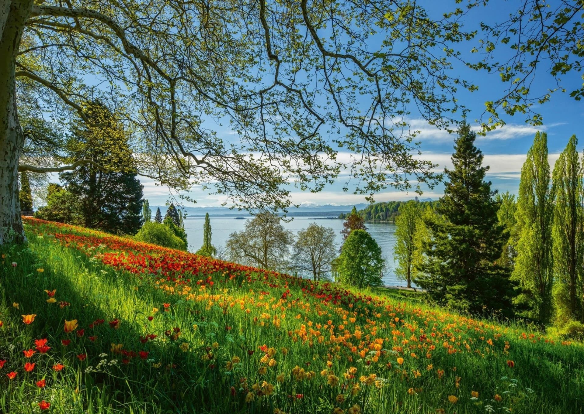 

Puzzle 1000 elementów Wyspa kwitnących tulipanów