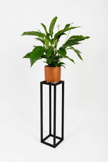 

Kwietnik Renes S Black 20x20x60