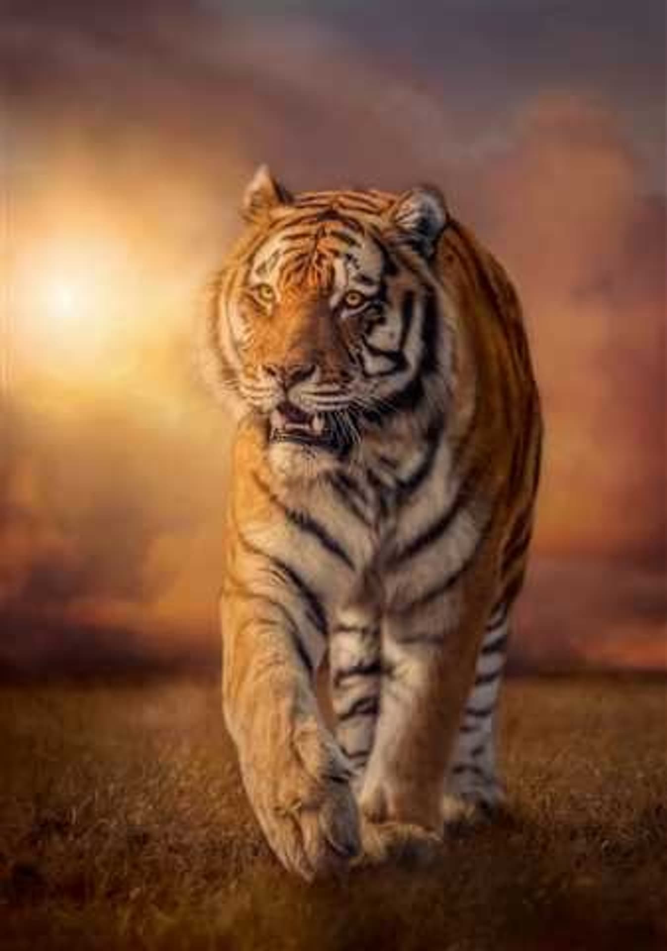 

1500 elementów High Quality Tiger
