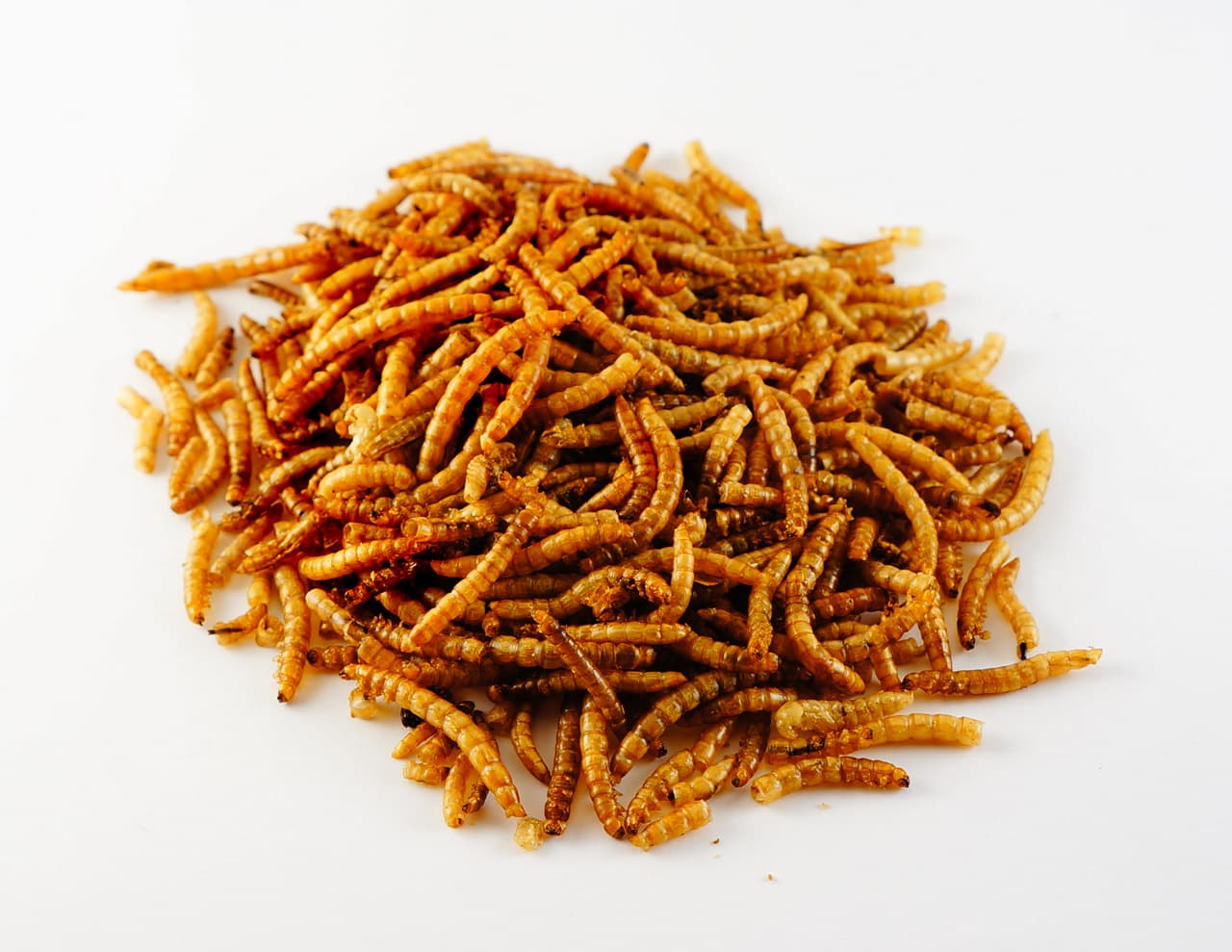 

HAM-STAKE Larwy mącznika 20g [HS.84]