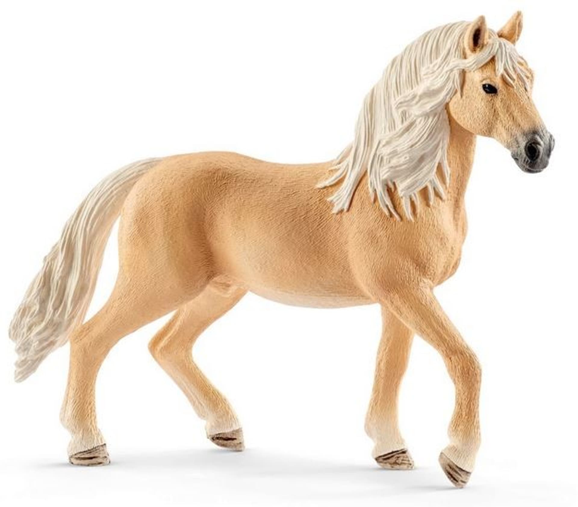 

Andaluzyjski koń i zestaw moda